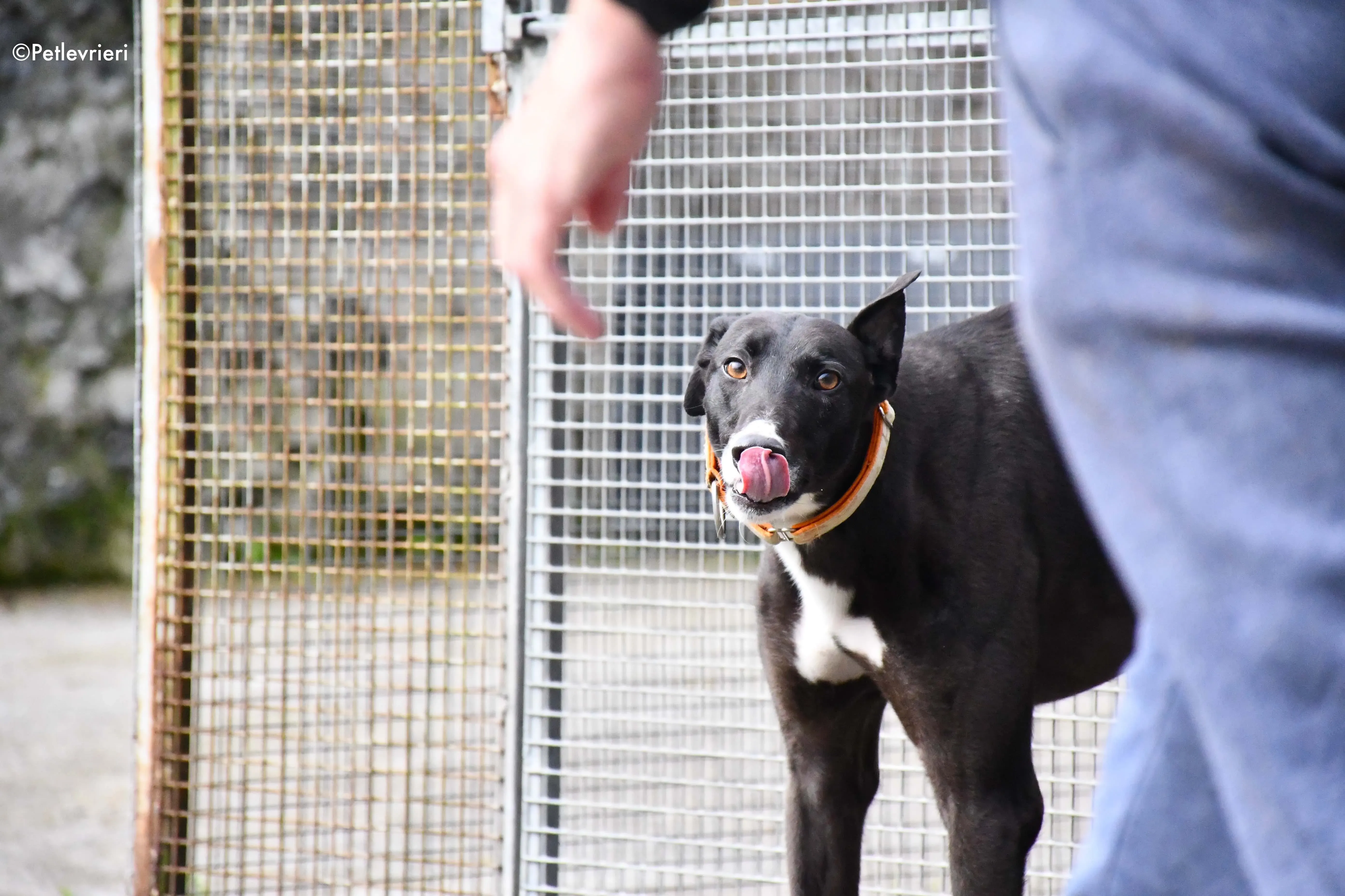 moretti adozione levrieri greyhound 10