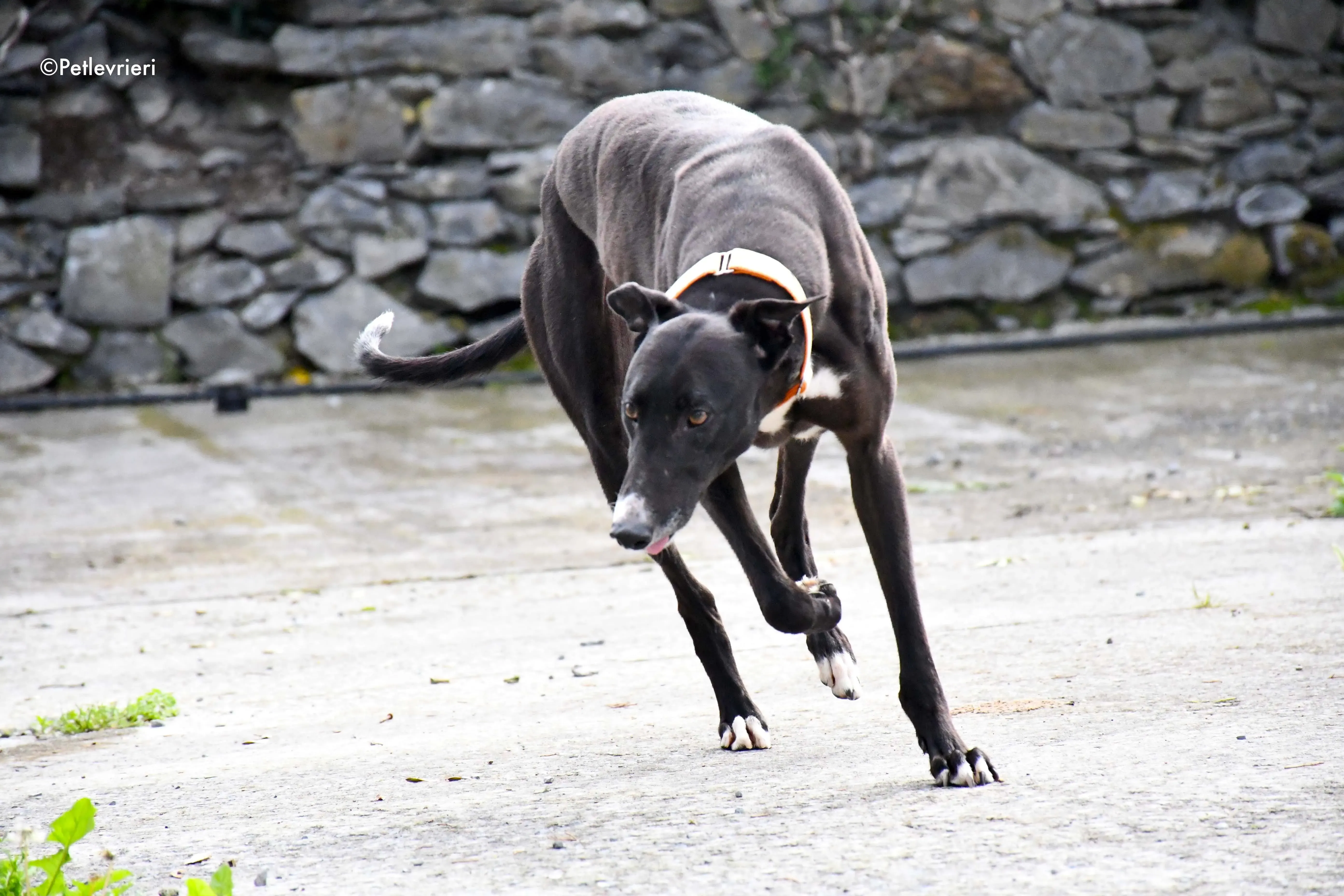 moretti adozione levrieri greyhound 11