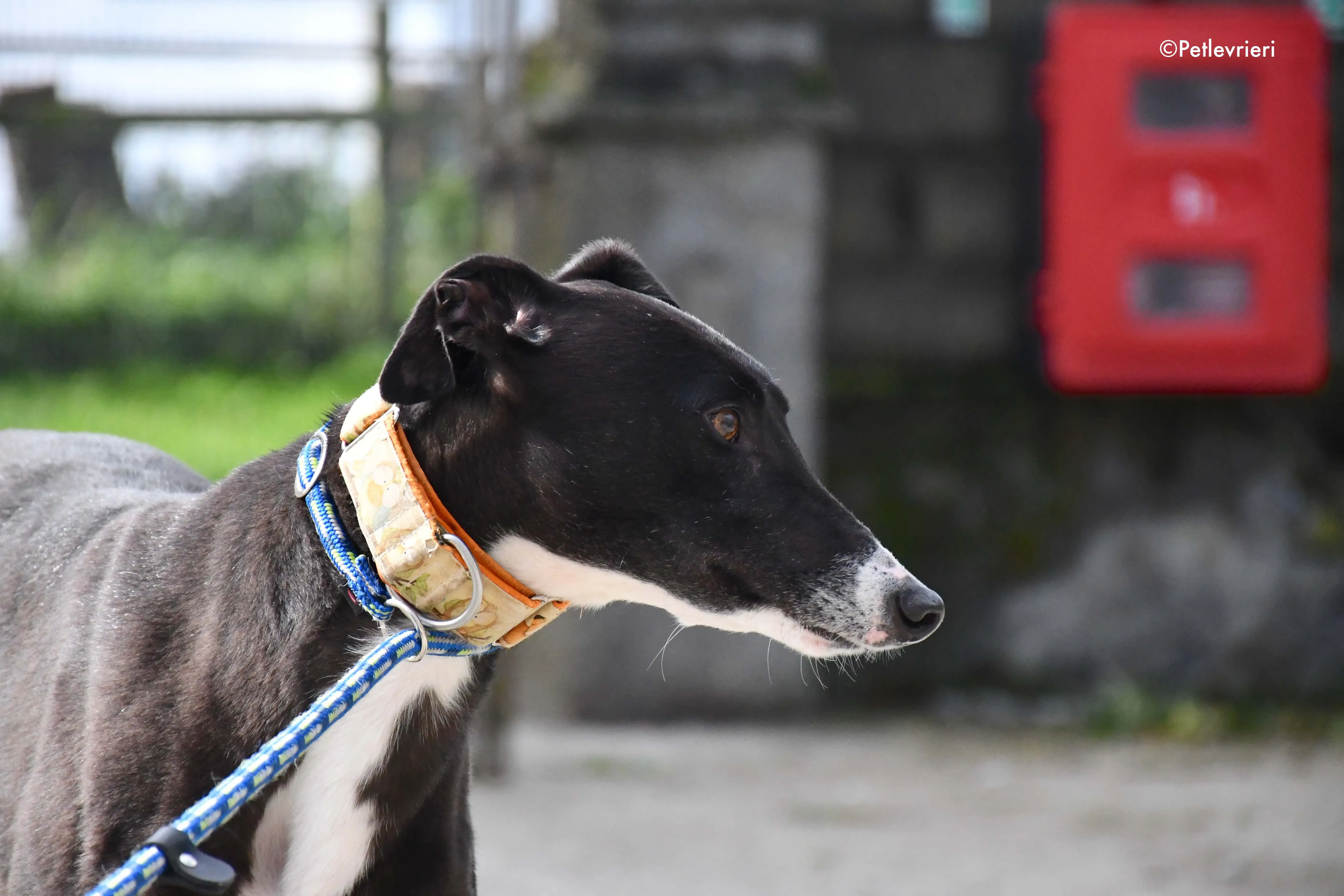 moretti adozione levrieri greyhound 6