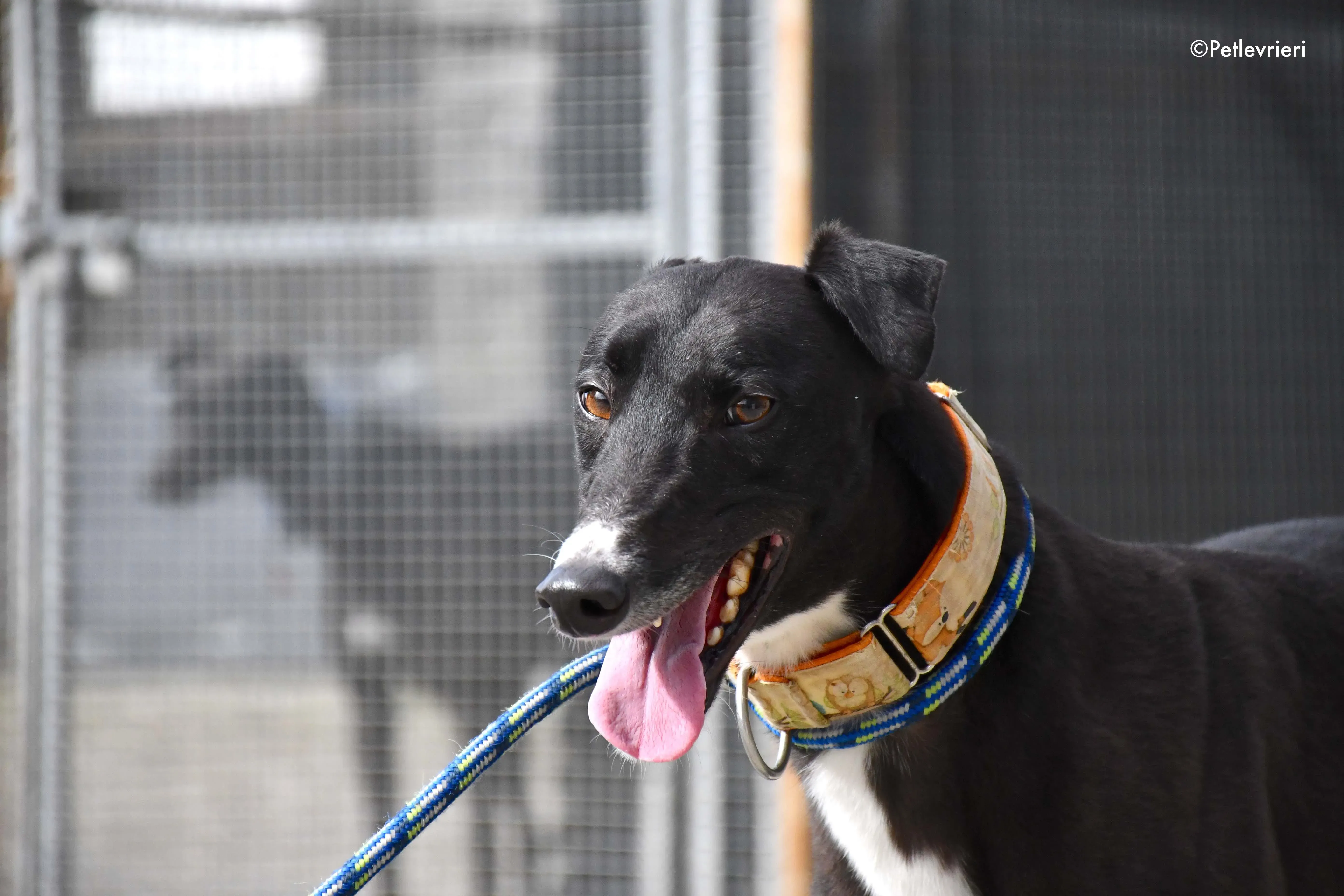 moretti adozione levrieri greyhound 7