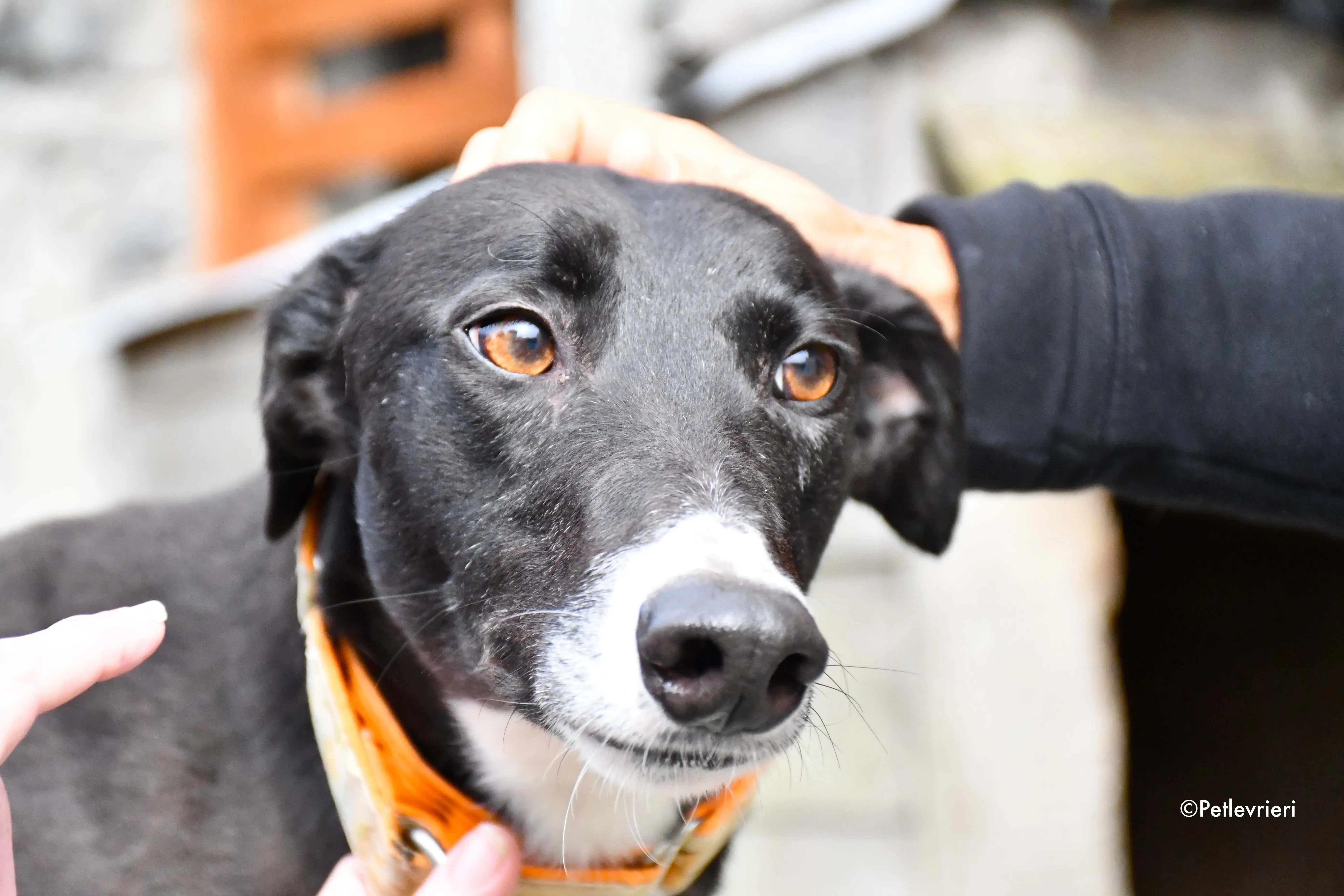 moretti adozione levrieri greyhound 8