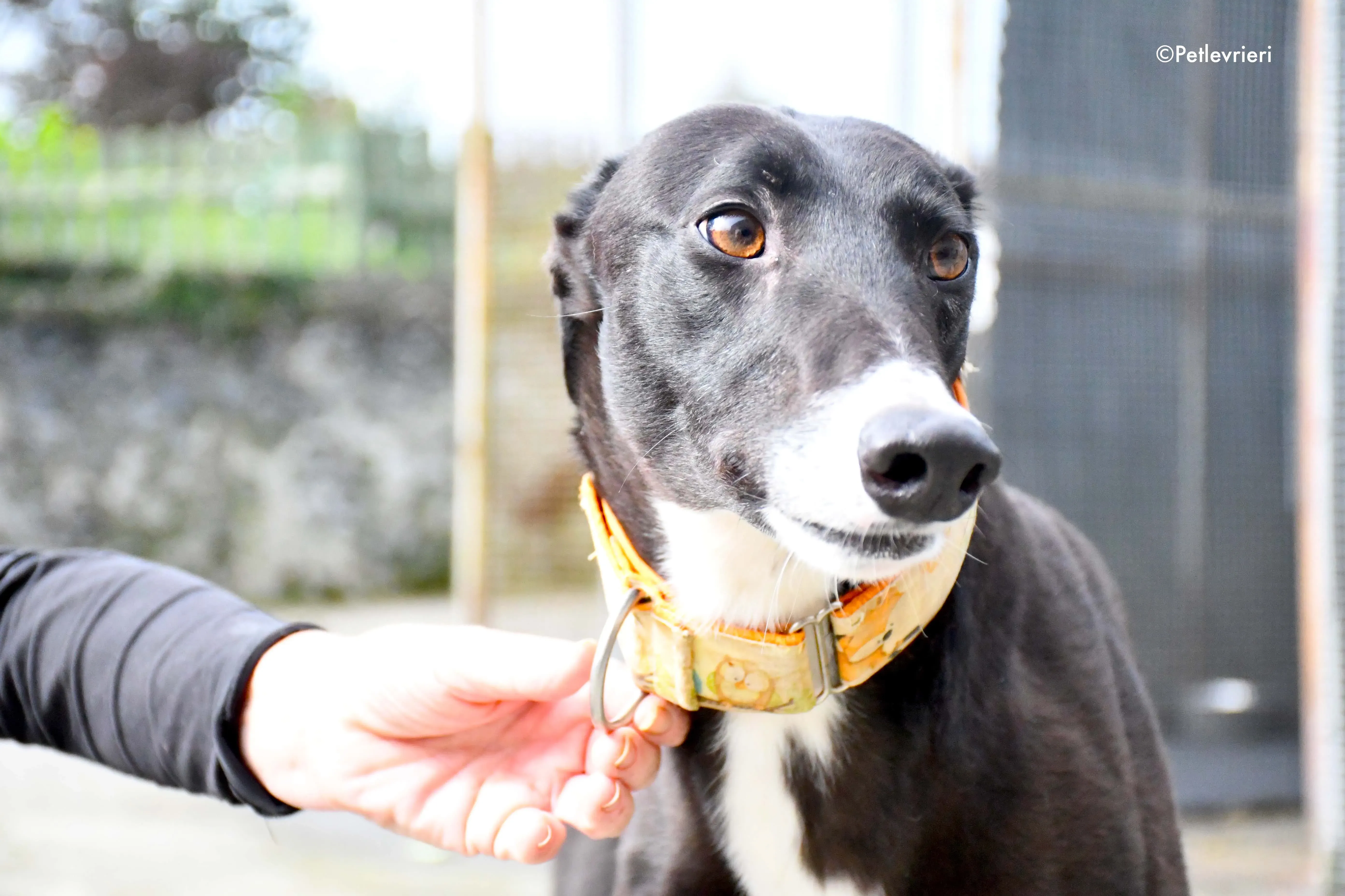 moretti adozione levrieri greyhound 9