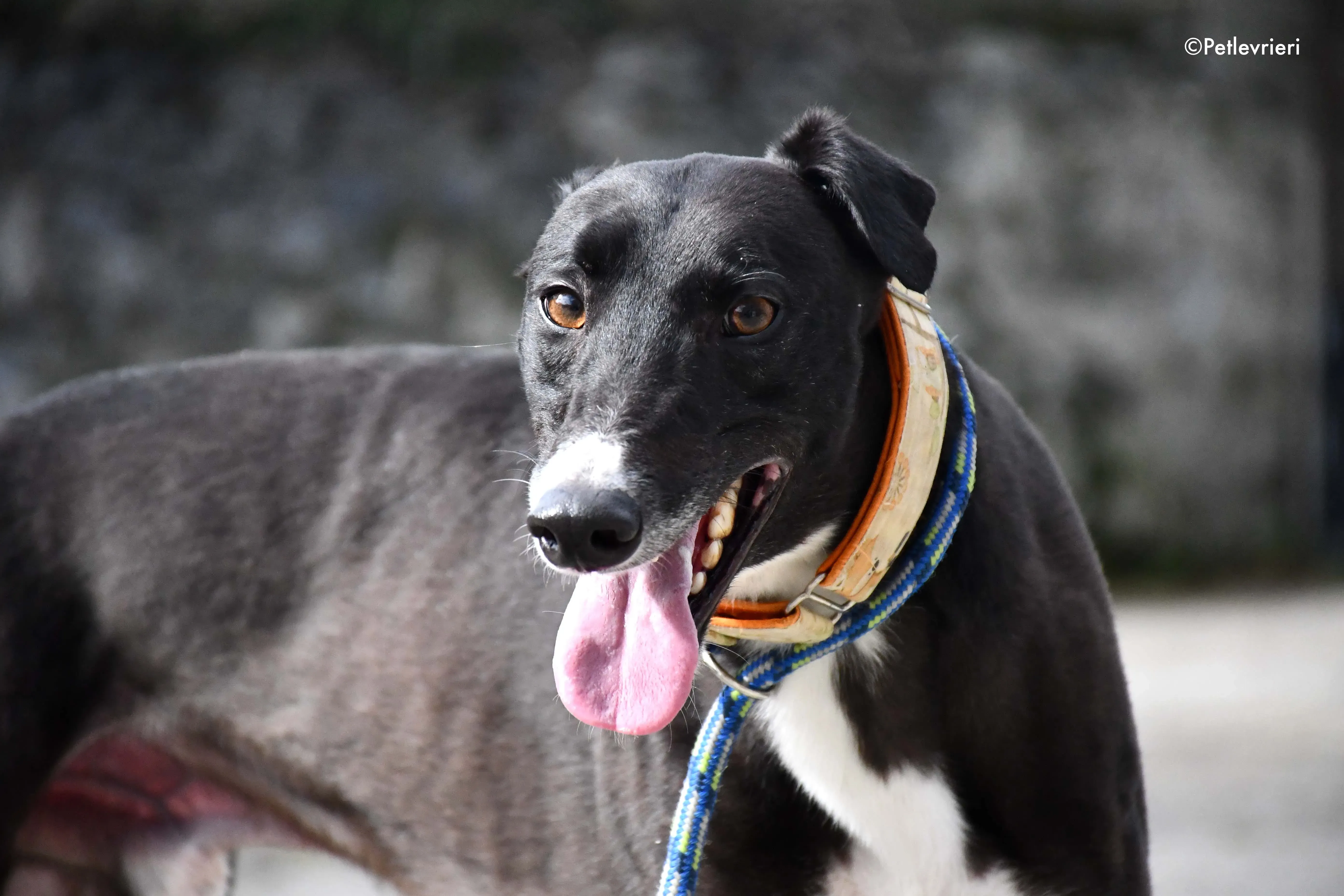 moretti adozione levrieri greyhound 2