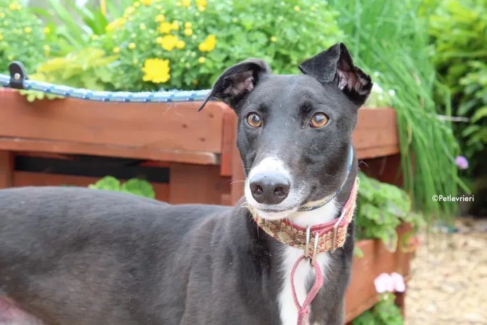 moretti adozione levrieri greyhound 2