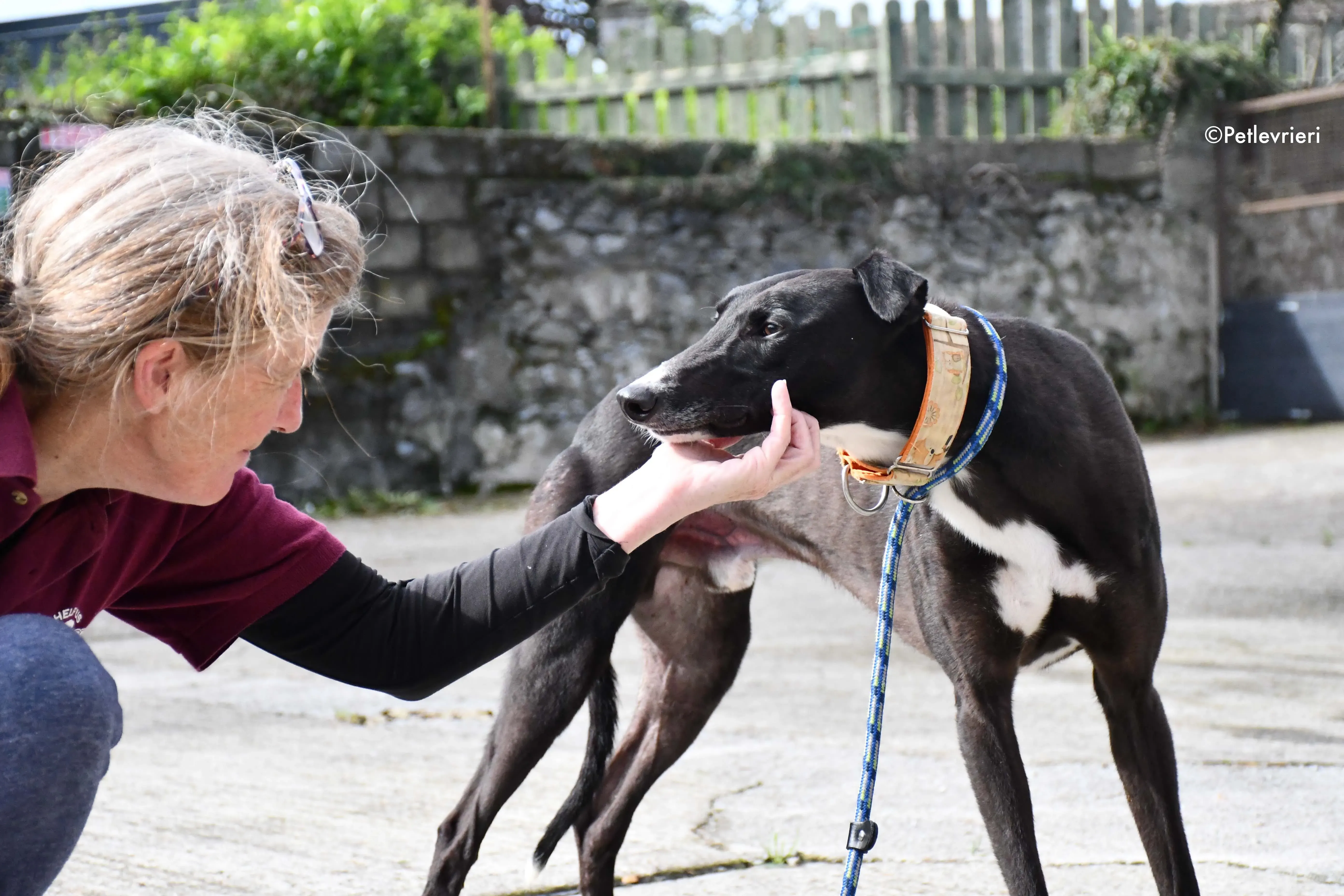 moretti adozione levrieri greyhound 3