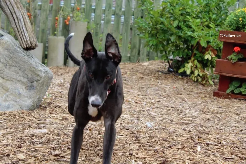 moretti adozione levrieri greyhound 3