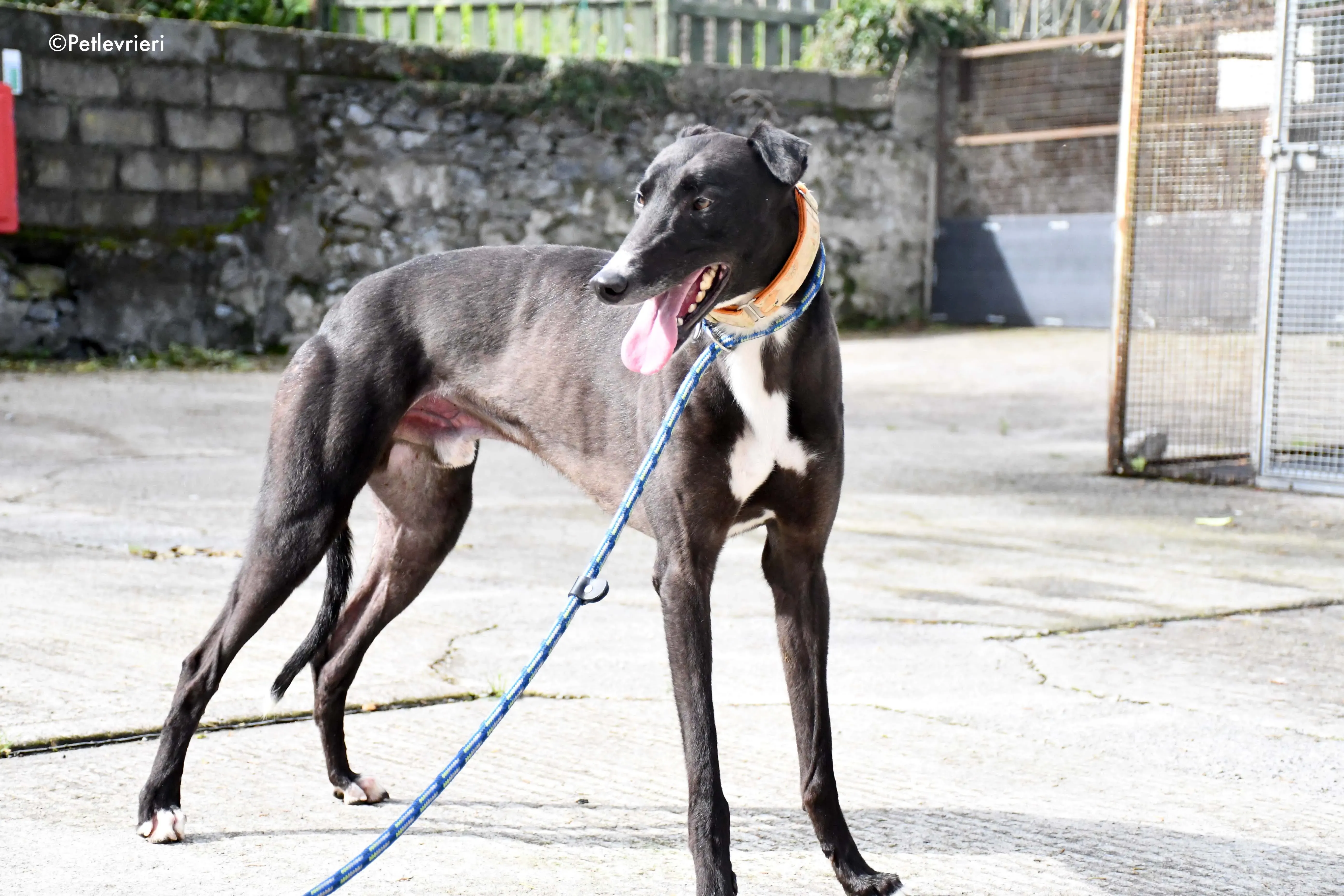 moretti adozione levrieri greyhound 4