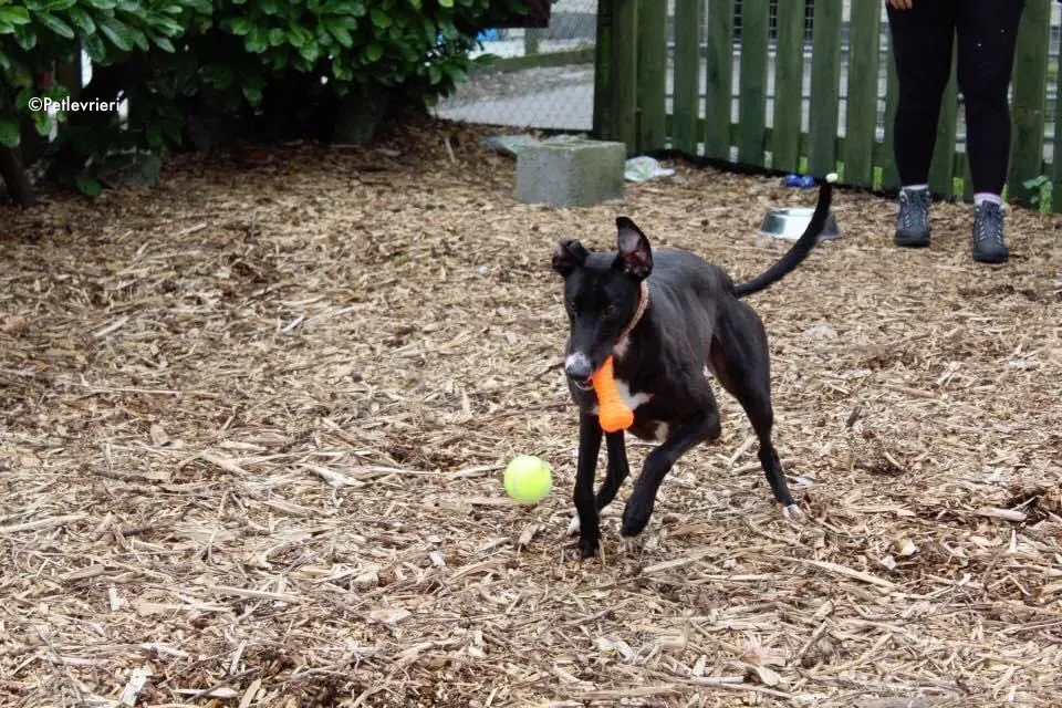 moretti adozione levrieri greyhound 4