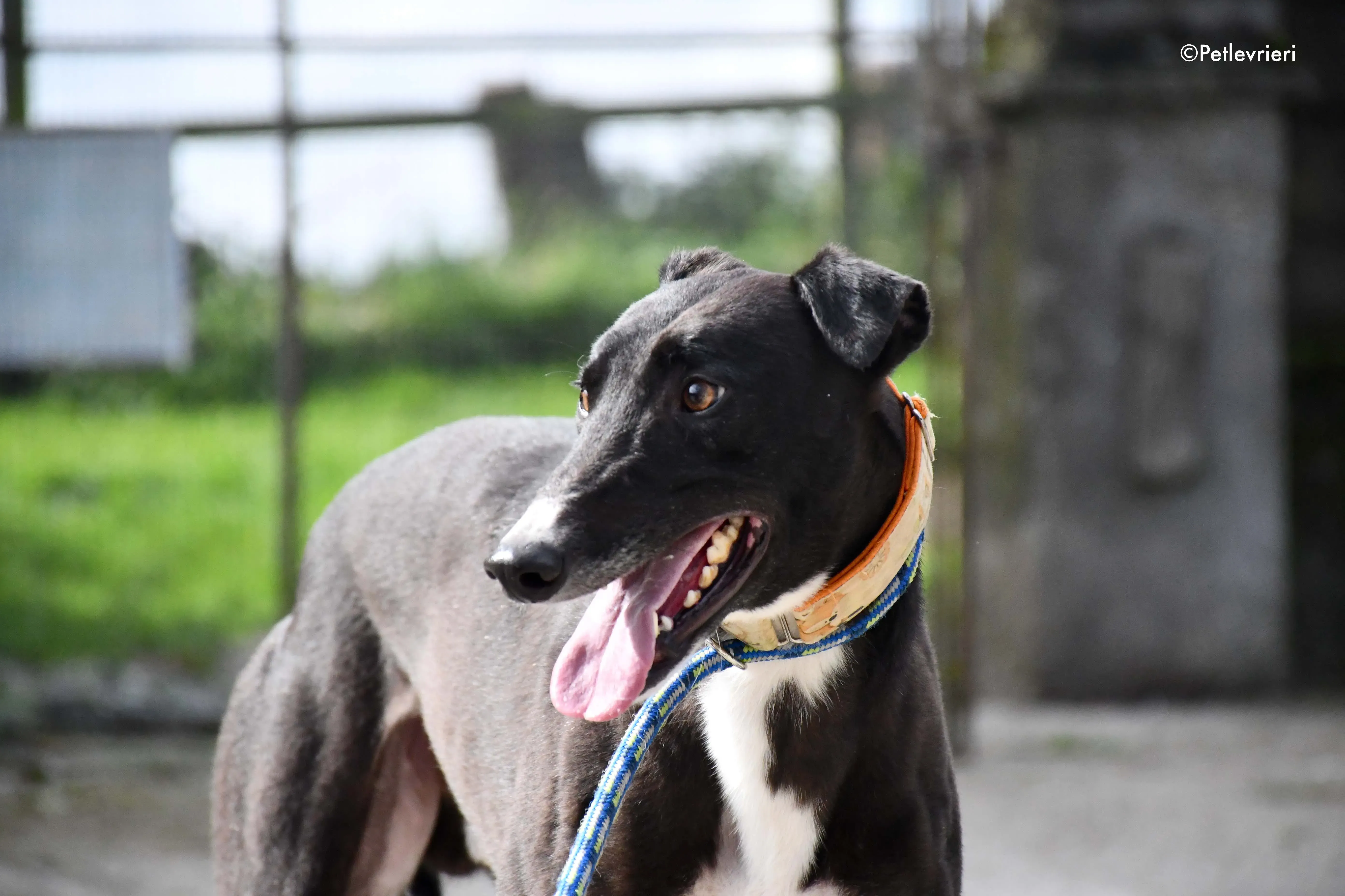 moretti adozione levrieri greyhound 5