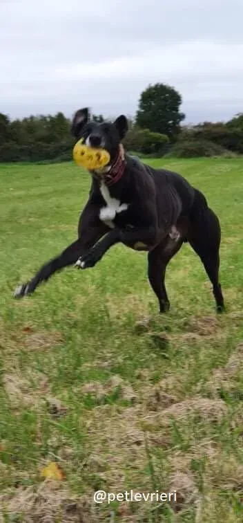 moretti greyhound adozione 1