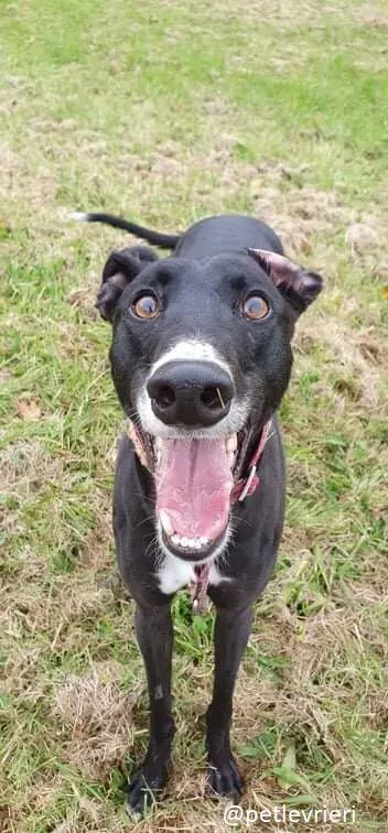 moretti greyhound adozione