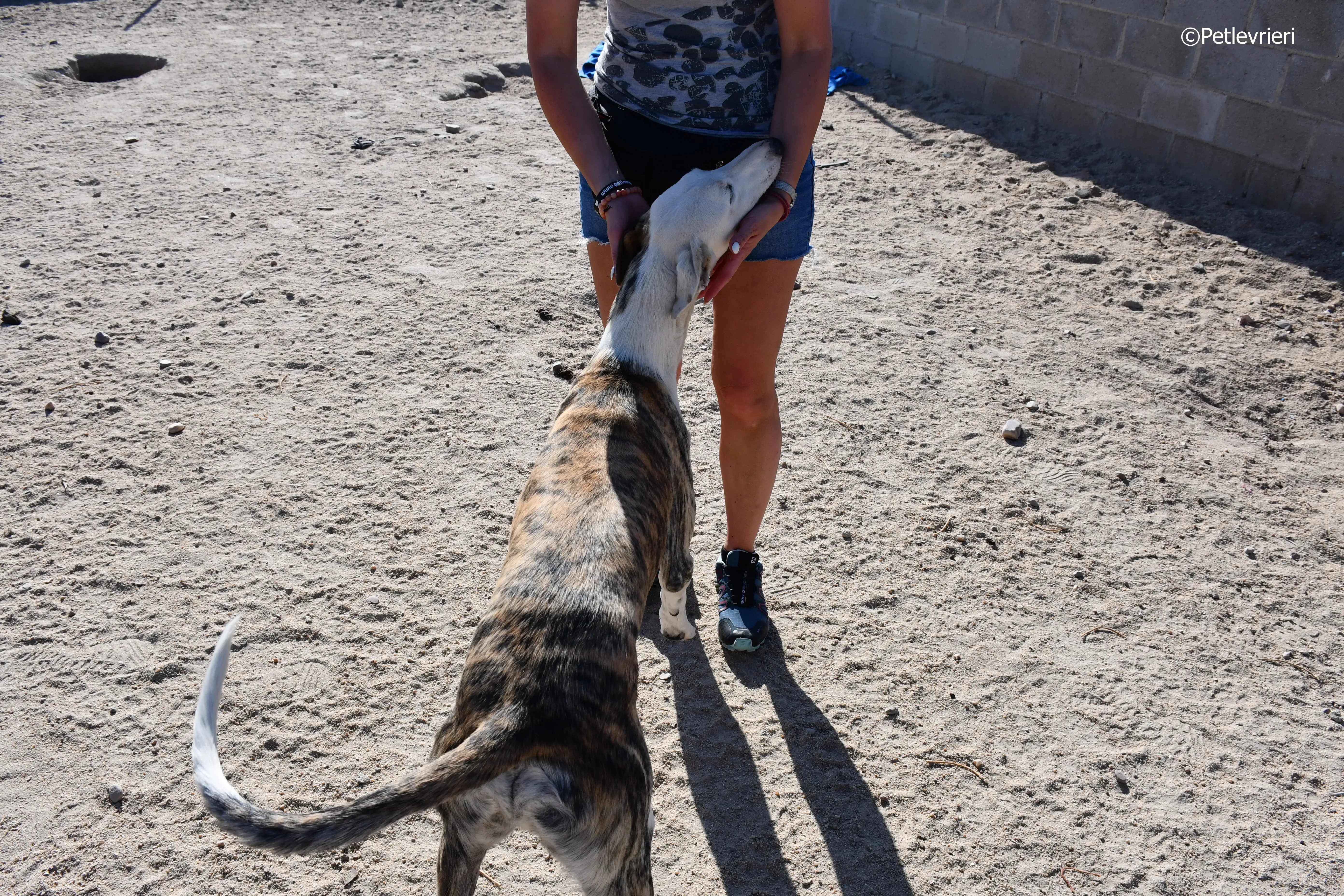 morris adozione levrieri galgo 1