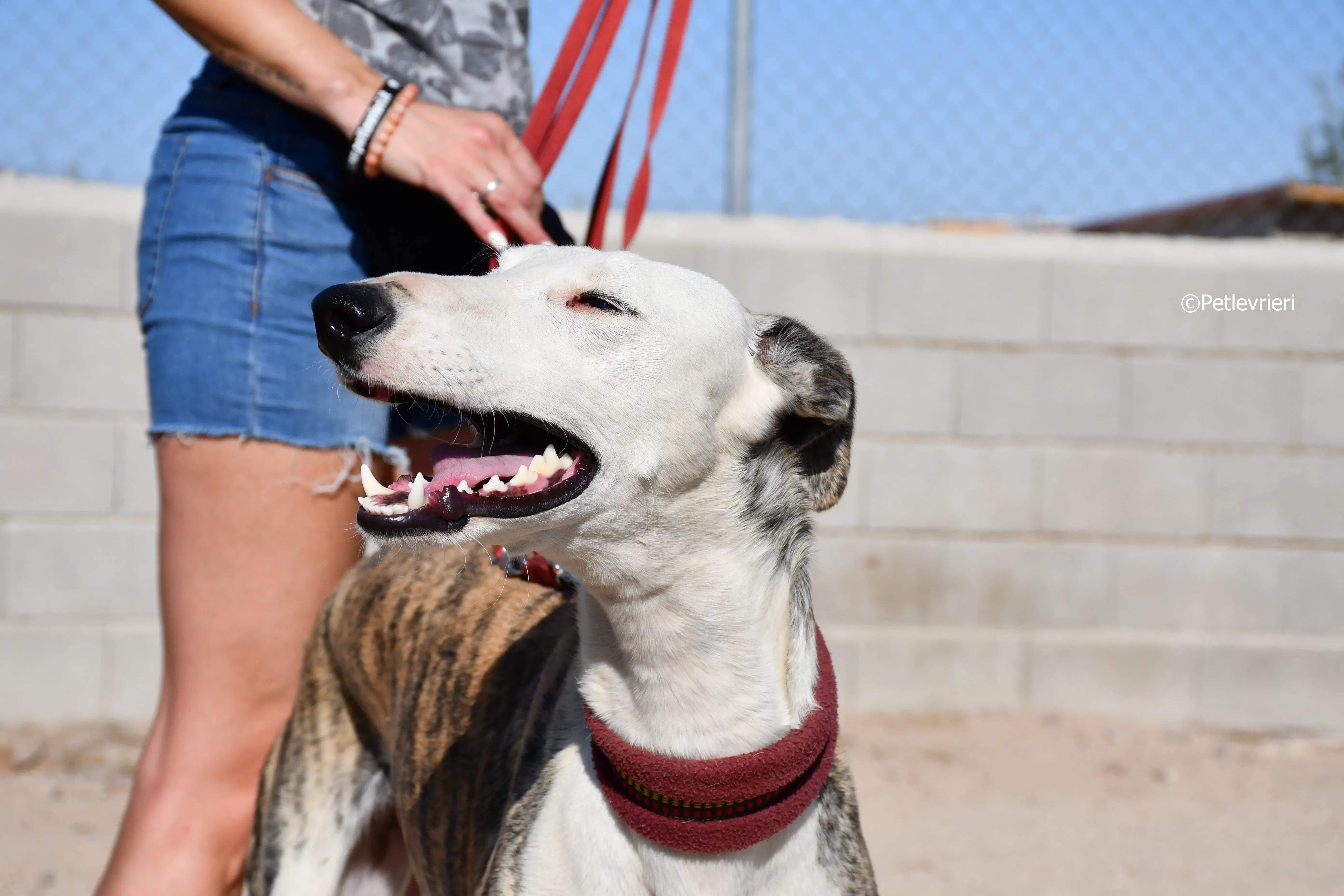 morris adozione levrieri galgo 10