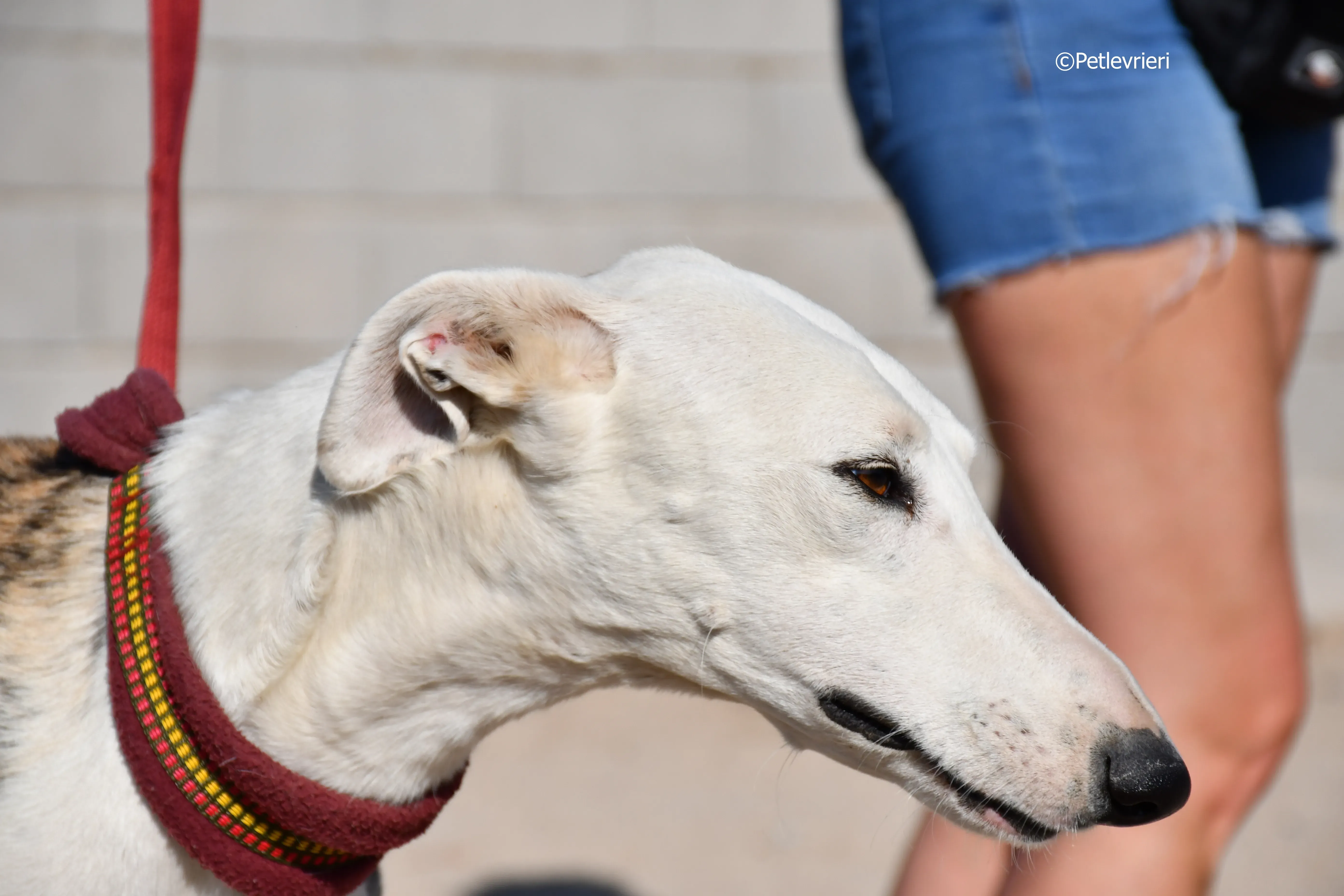 morris adozione levrieri galgo 11