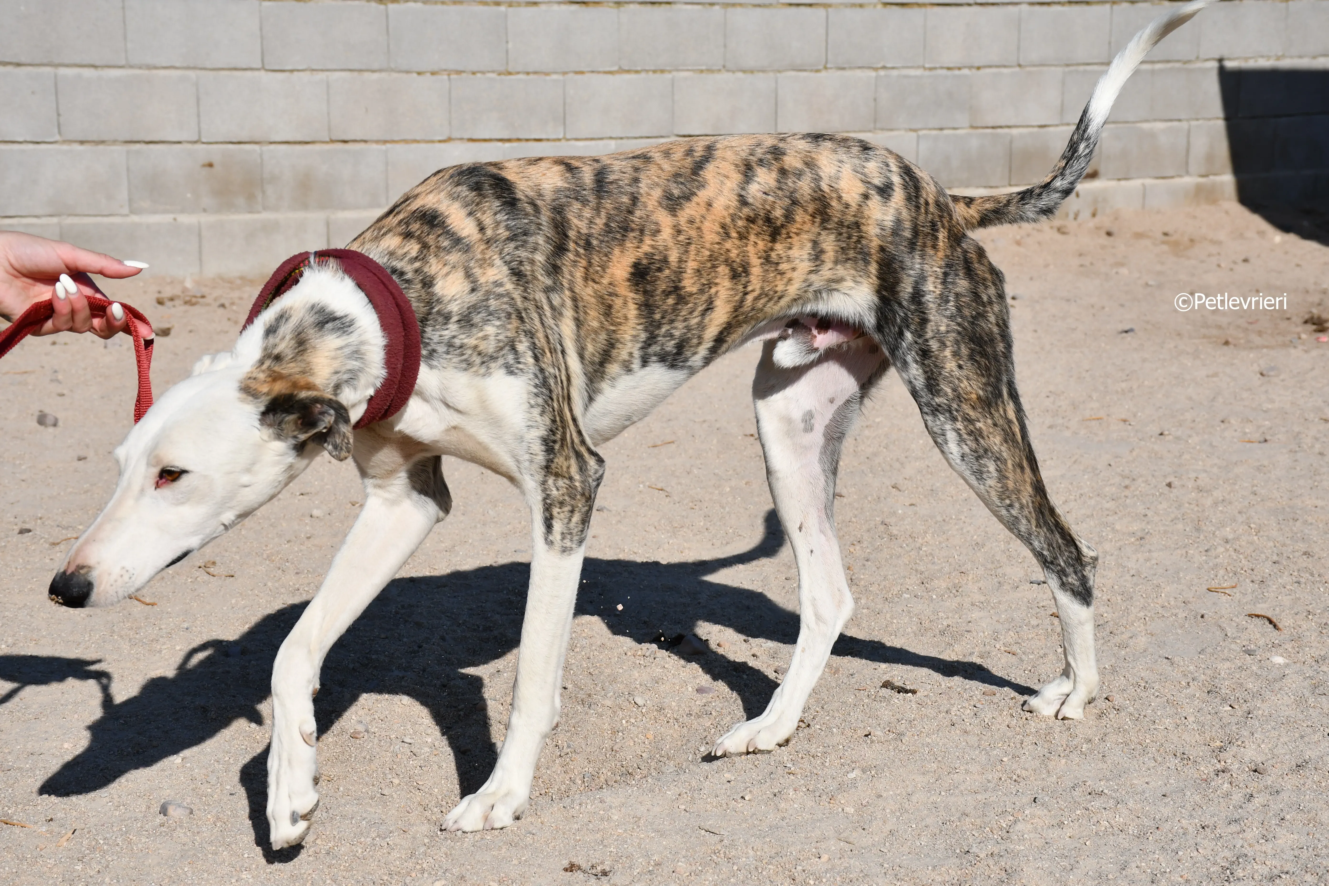 morris adozione levrieri galgo 12