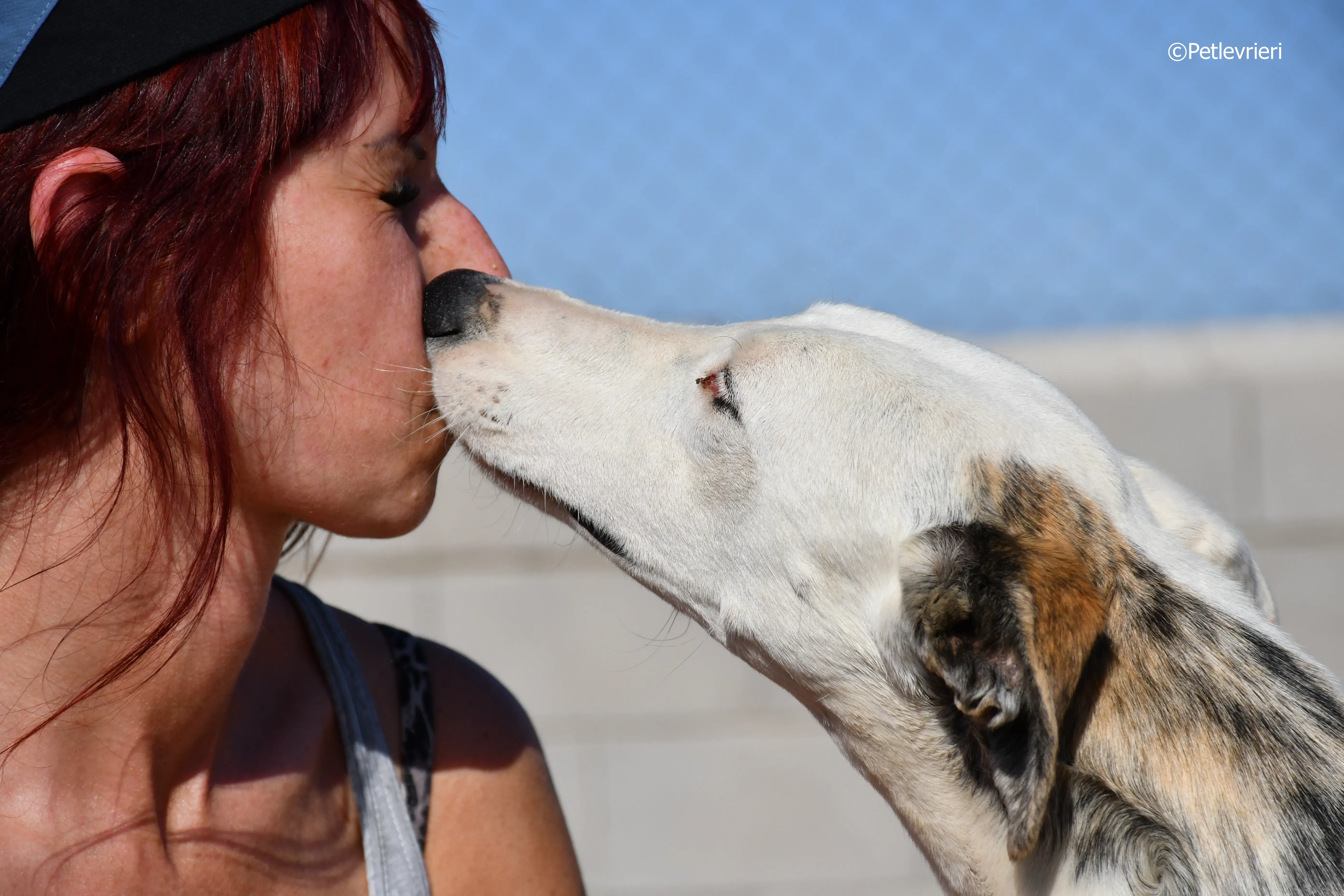 morris adozione levrieri galgo 14