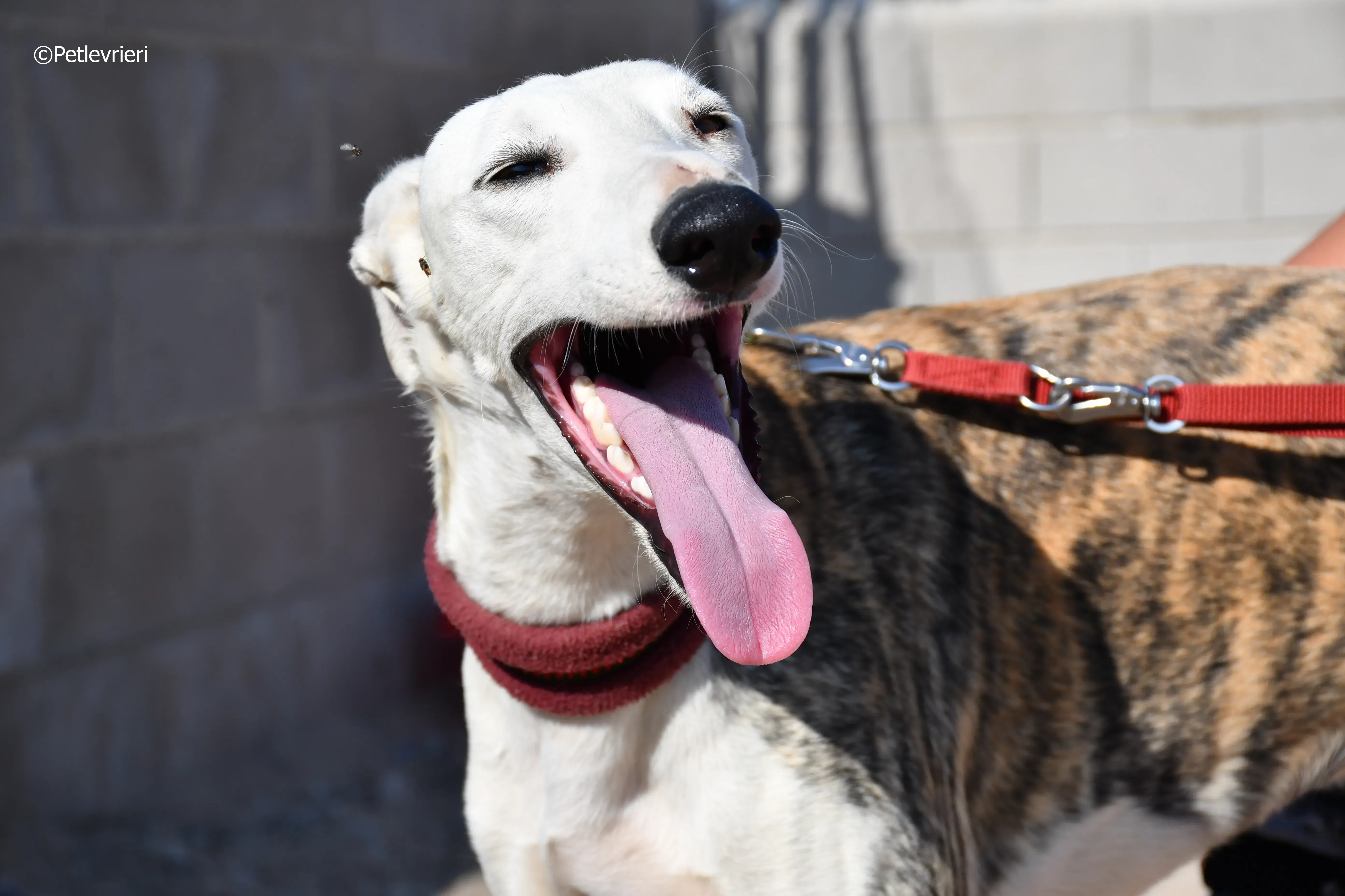 morris adozione levrieri galgo 16