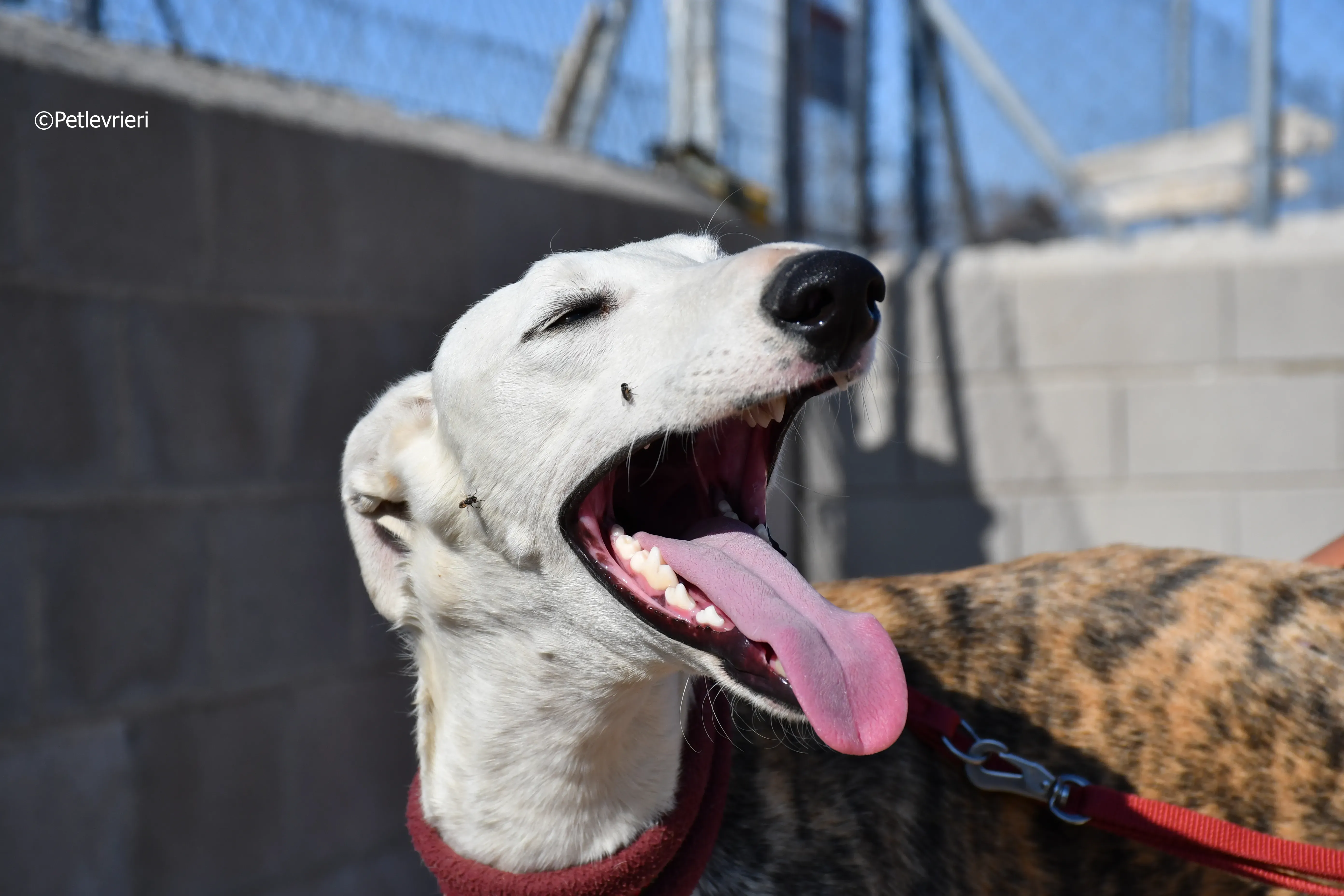 morris adozione levrieri galgo 17