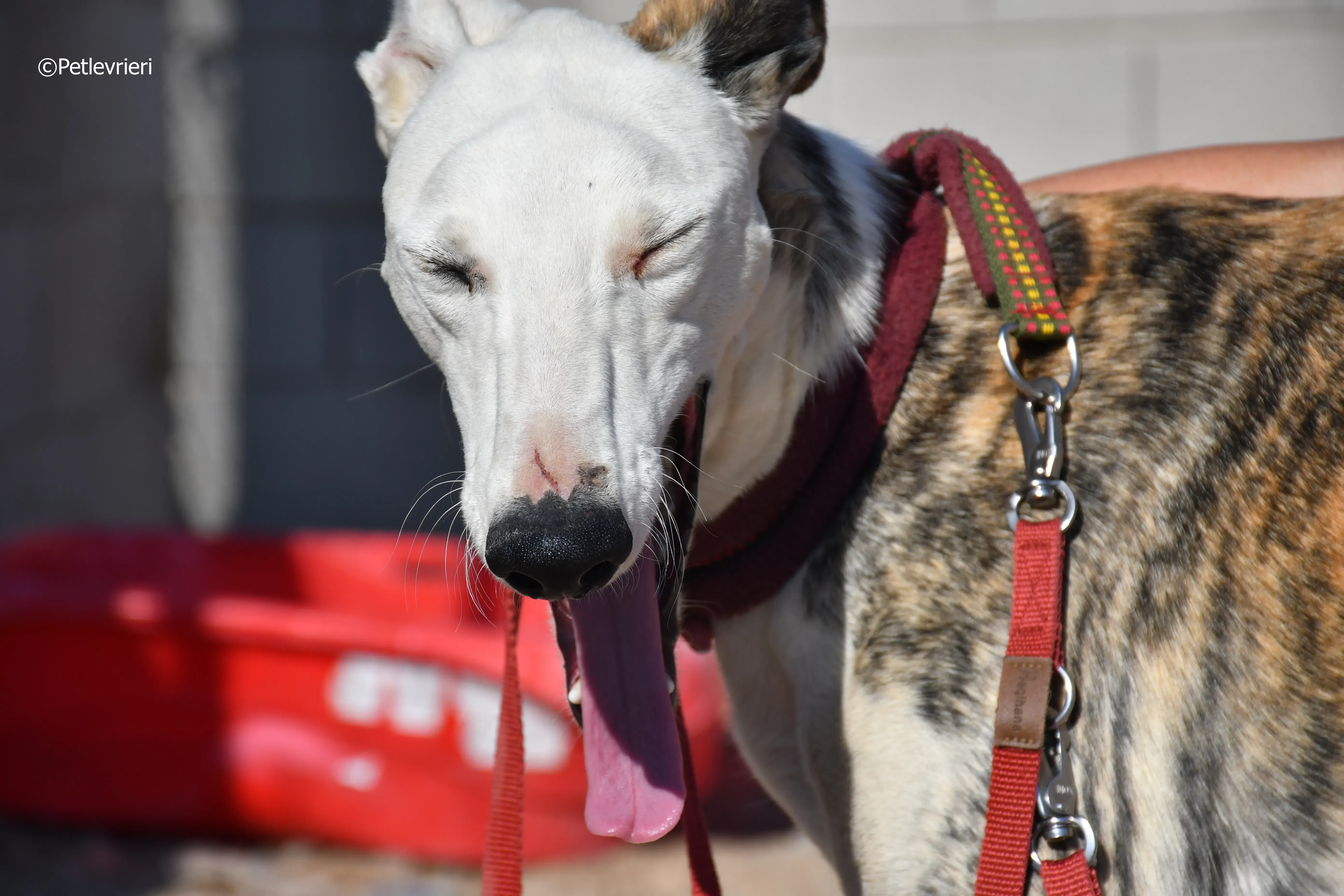 morris adozione levrieri galgo 18