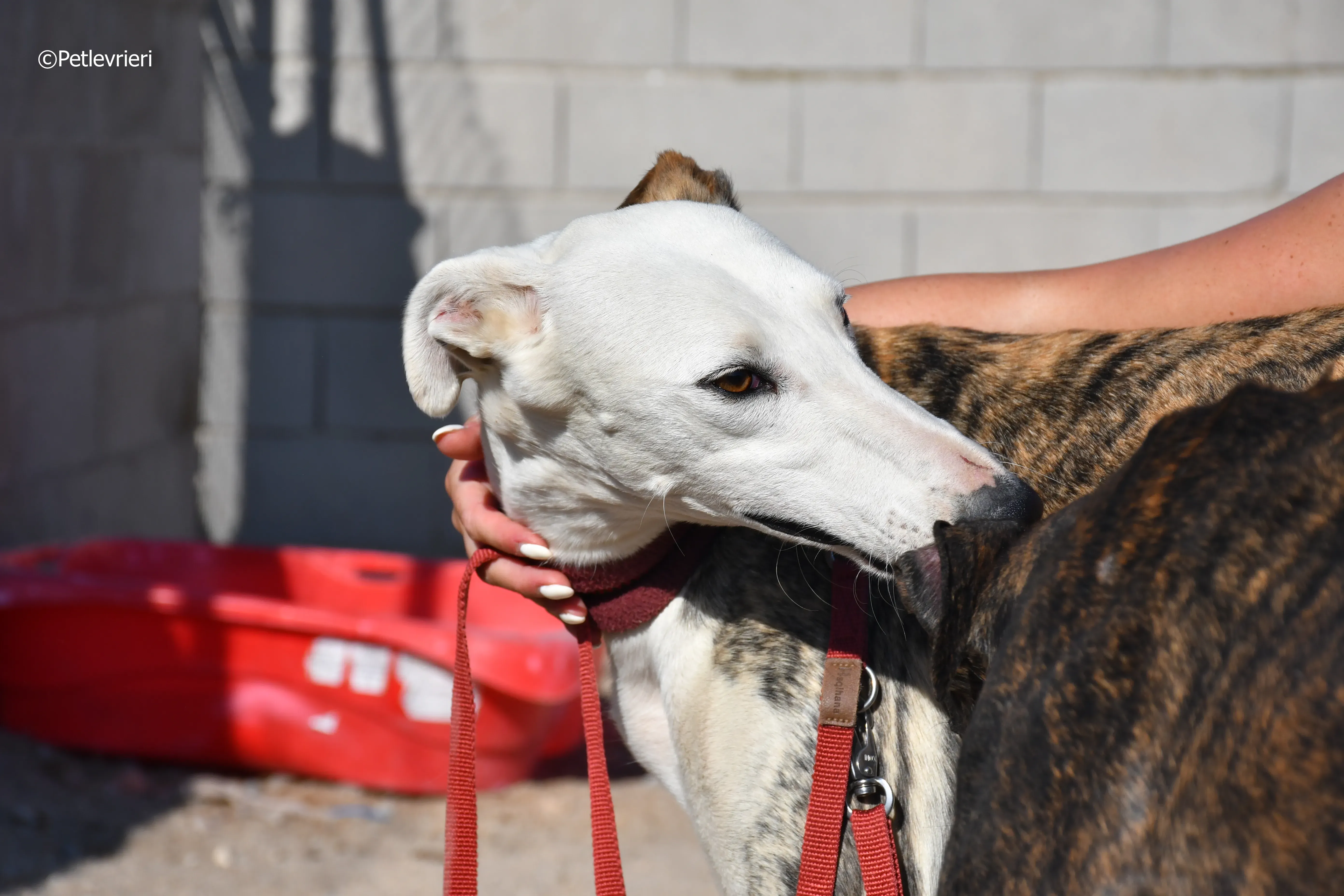 morris adozione levrieri galgo 19