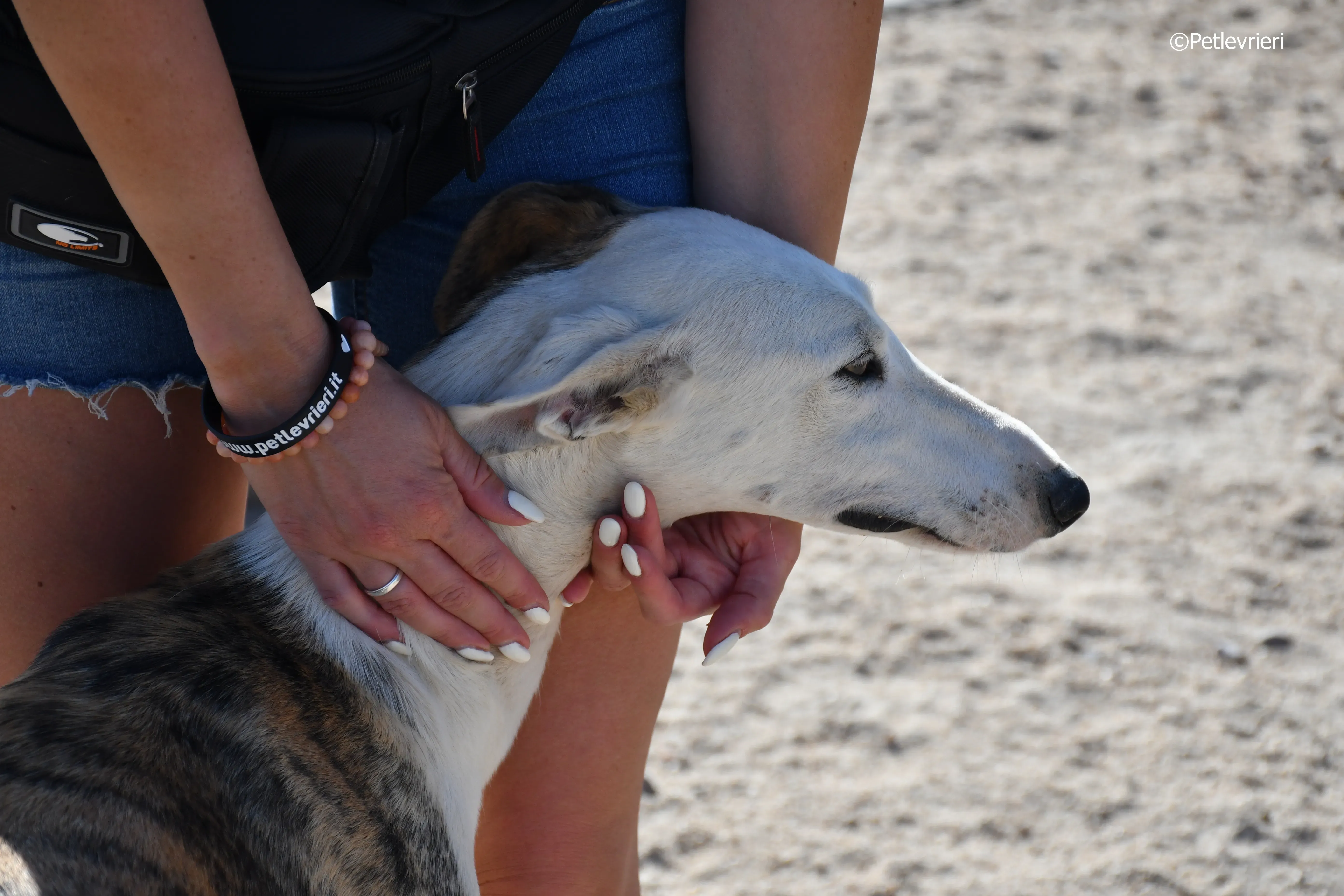 morris adozione levrieri galgo 2