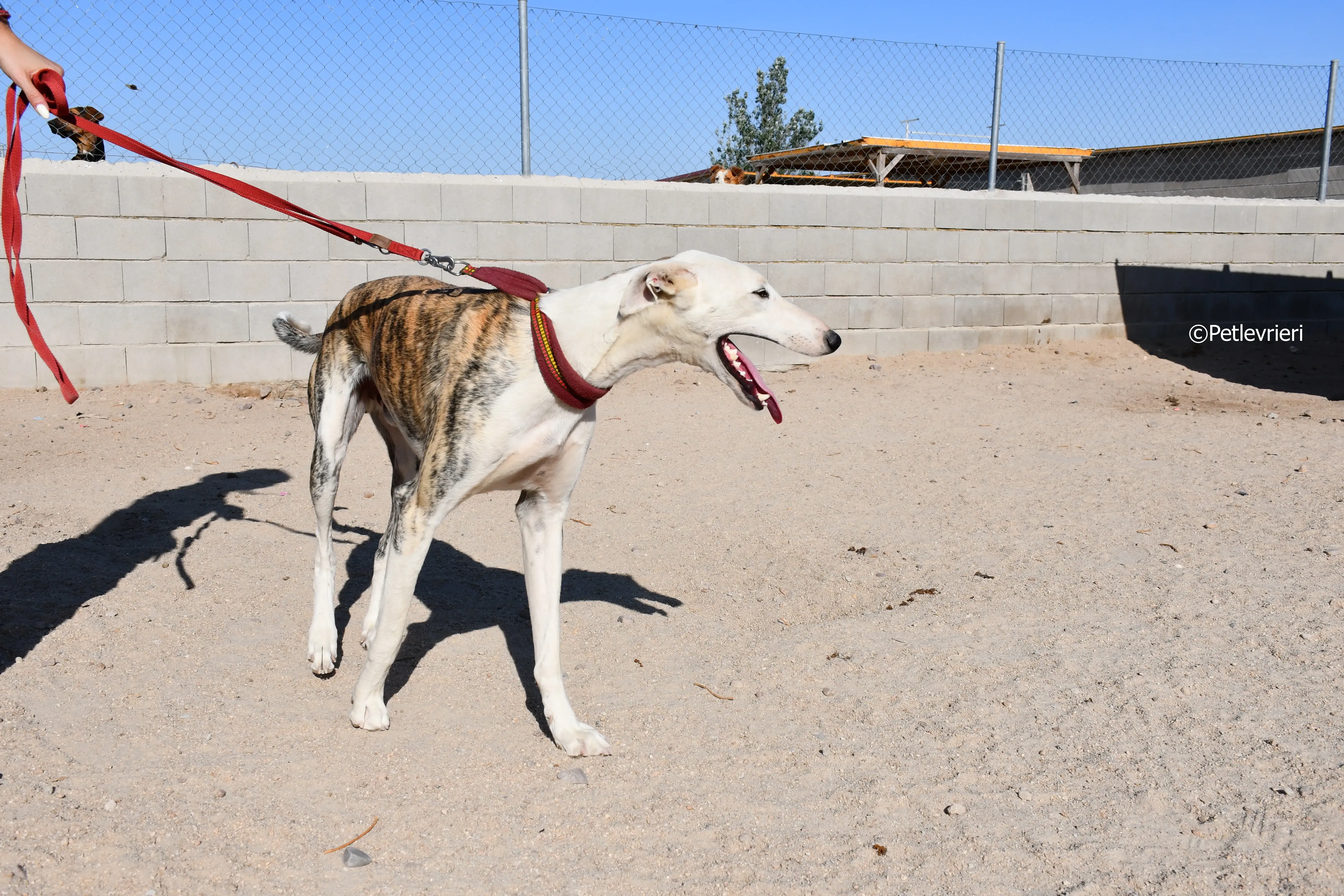 morris adozione levrieri galgo 20