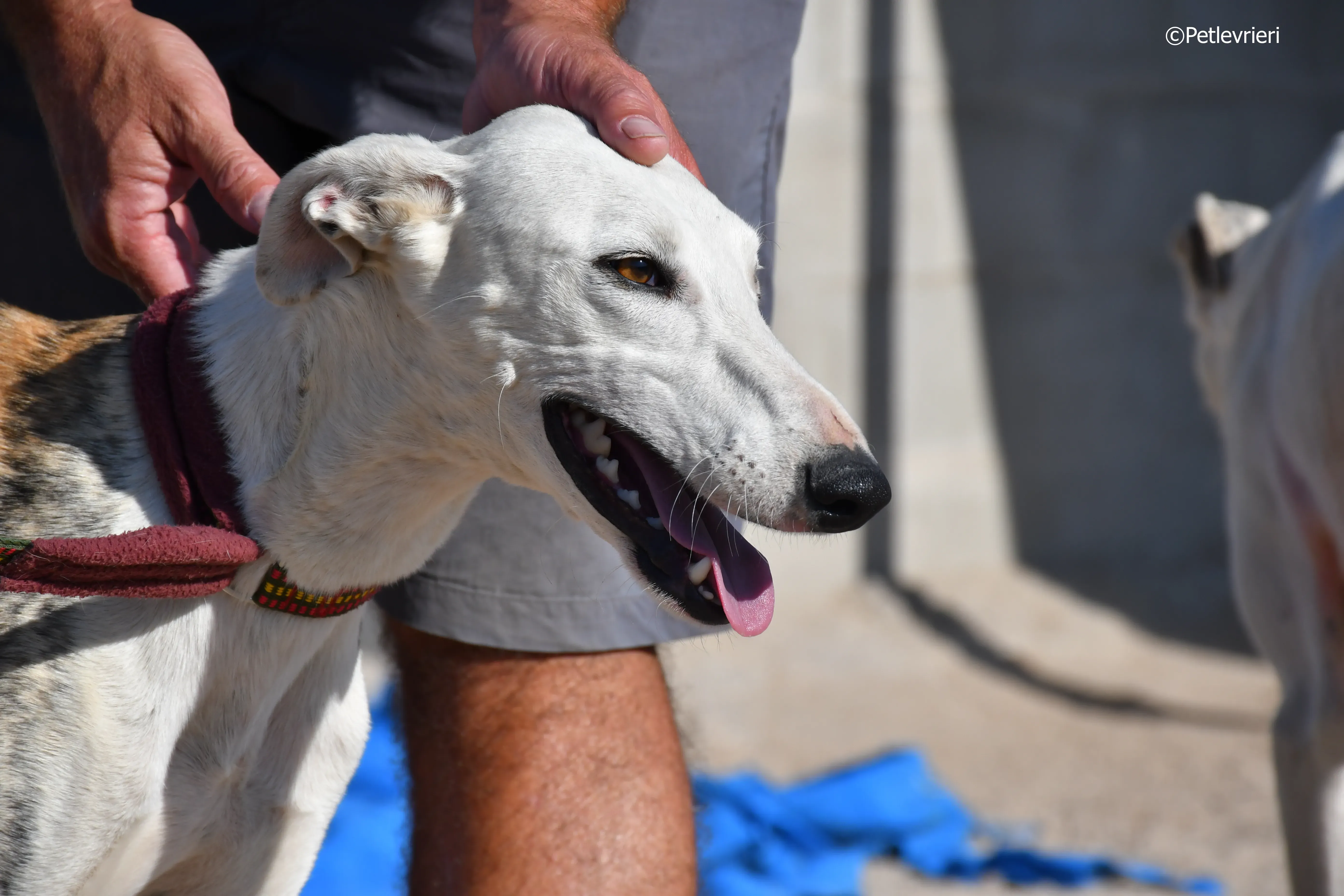 morris adozione levrieri galgo 21