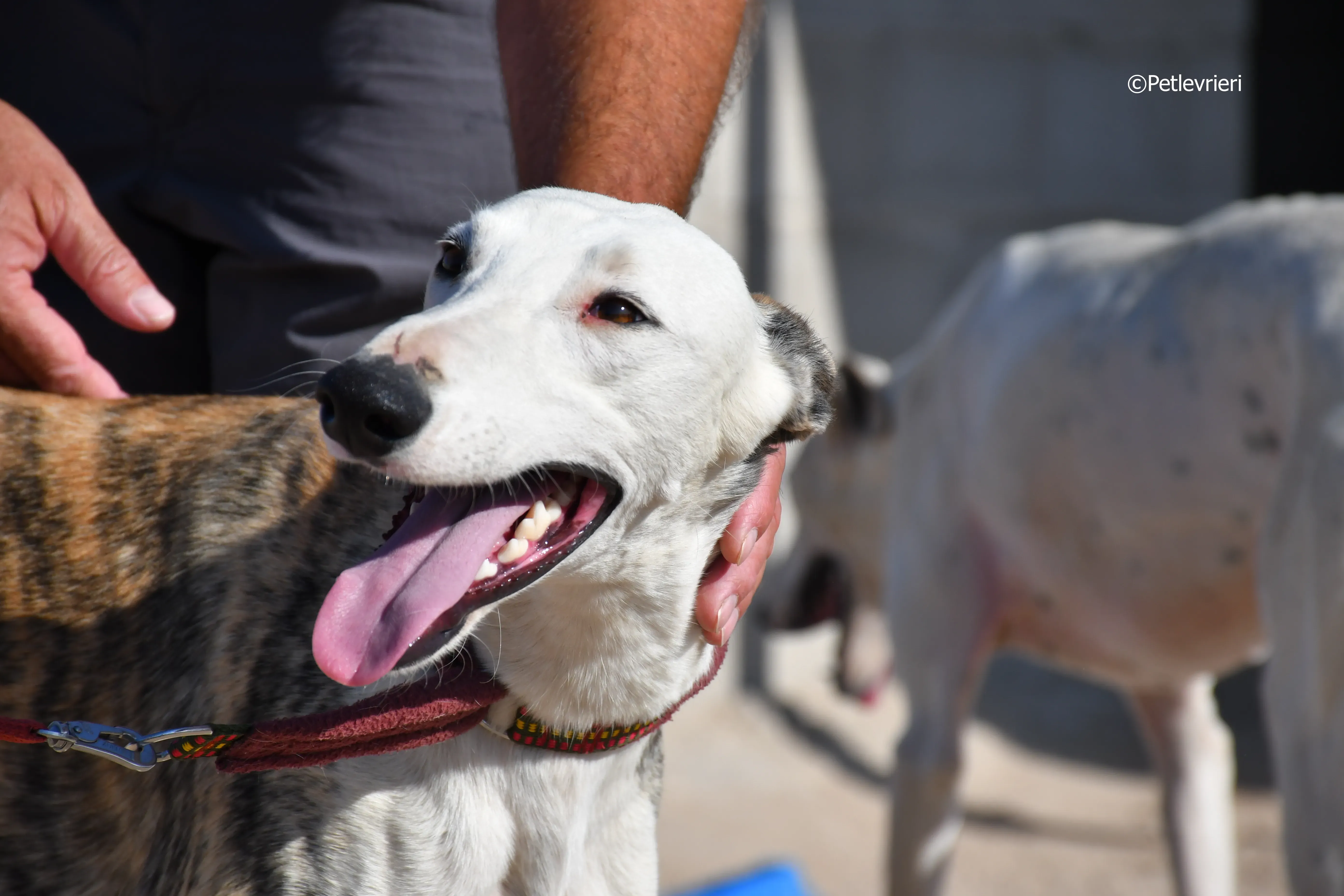 morris adozione levrieri galgo 22