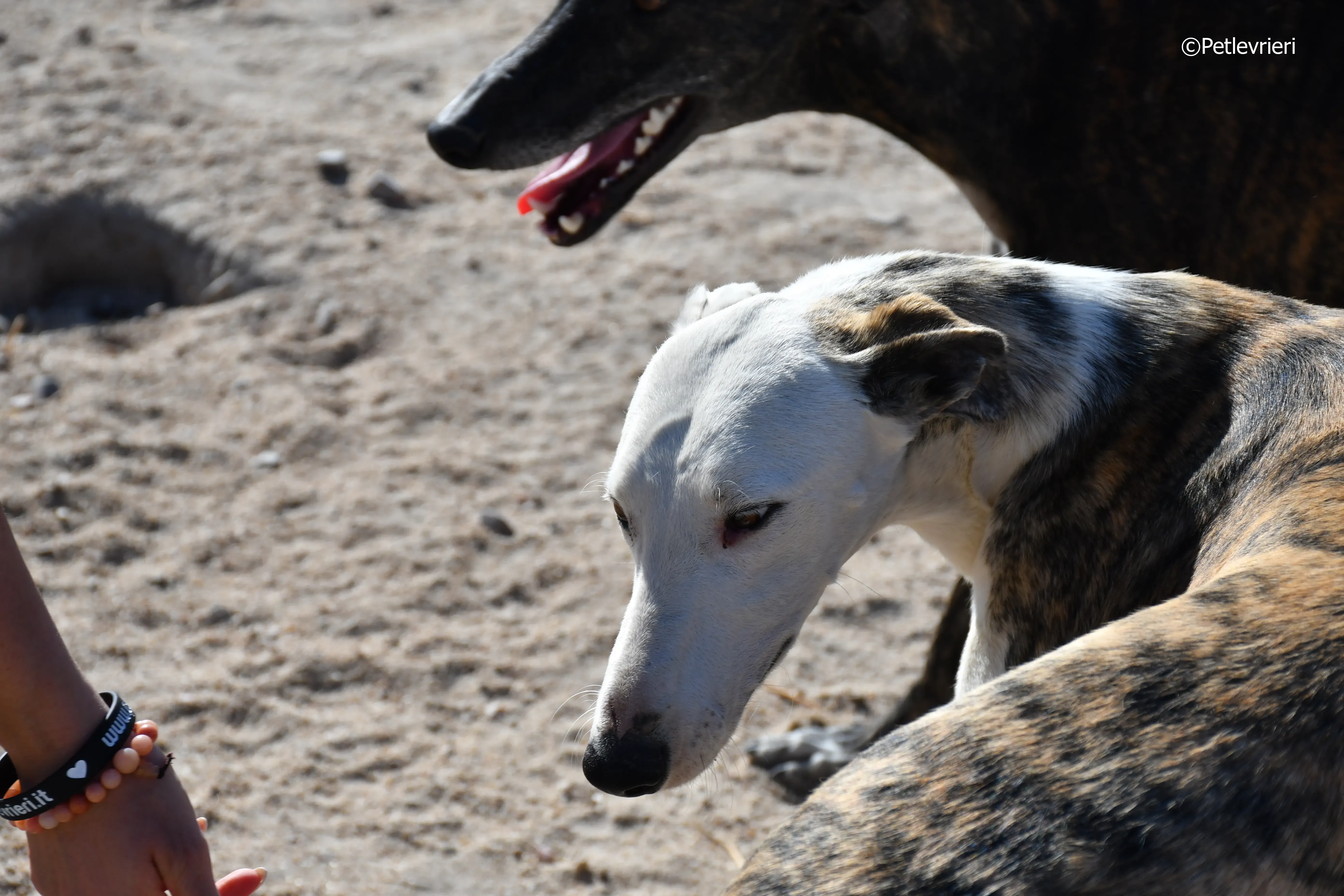 morris adozione levrieri galgo 3