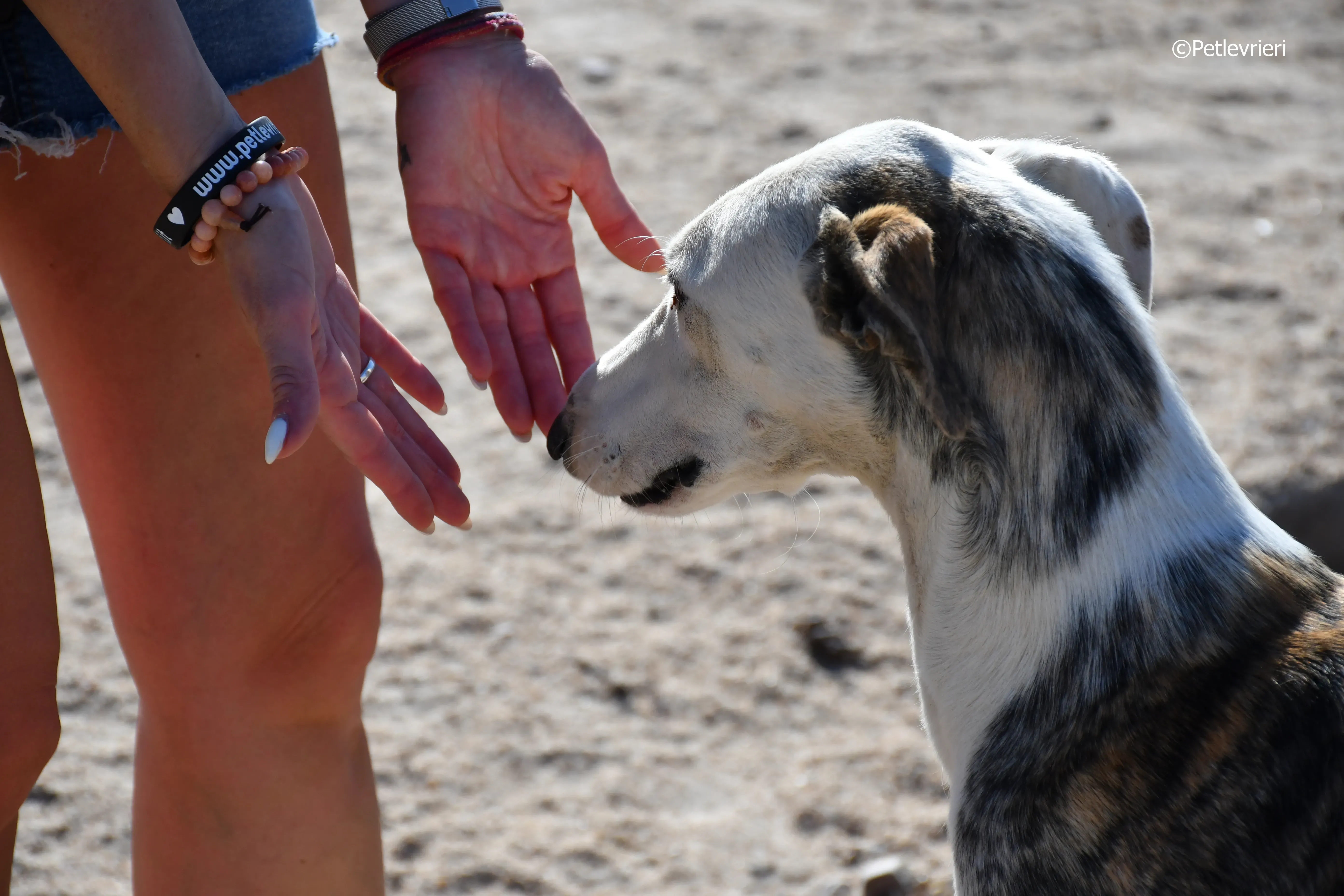 morris adozione levrieri galgo 4