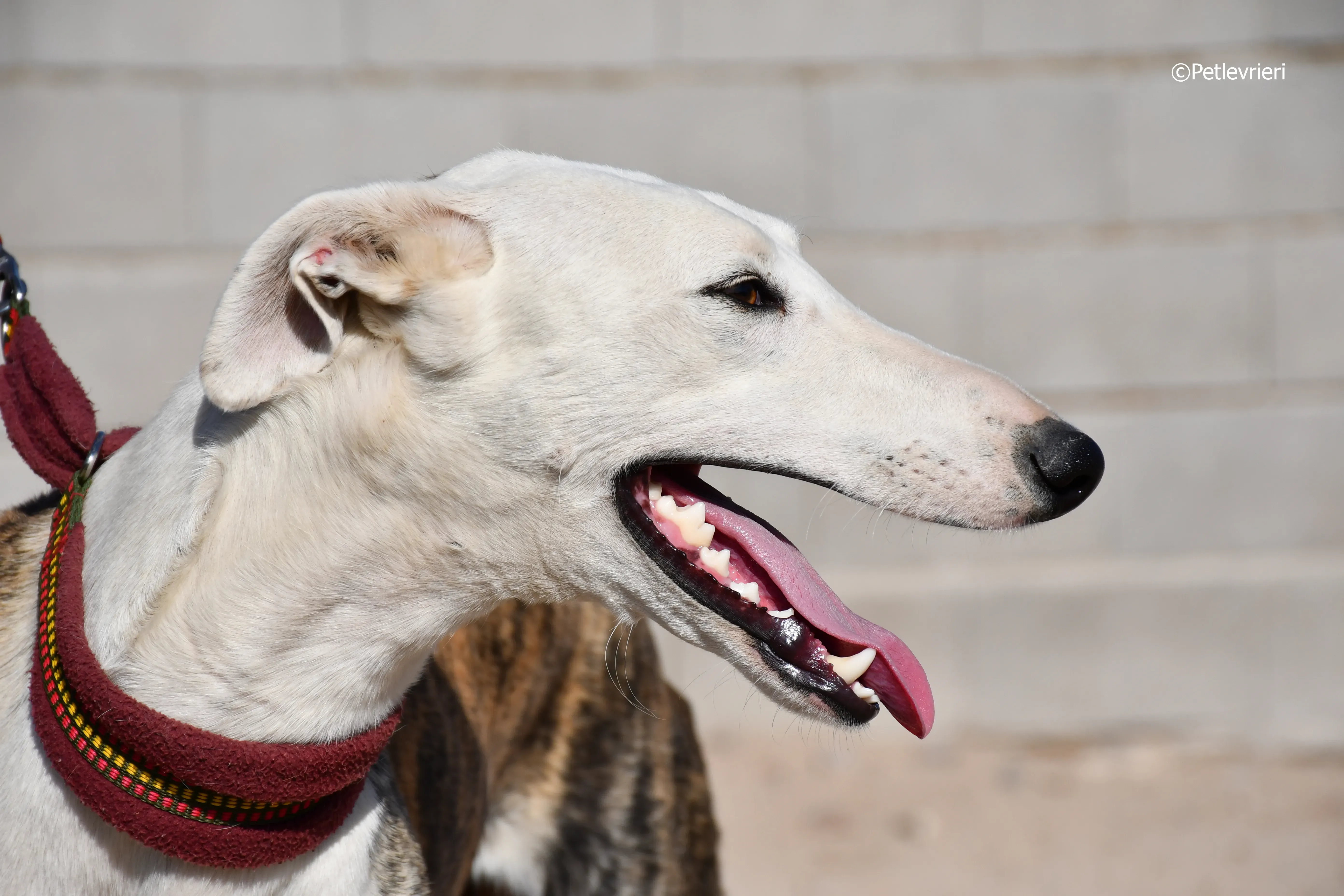 morris adozione levrieri galgo 5