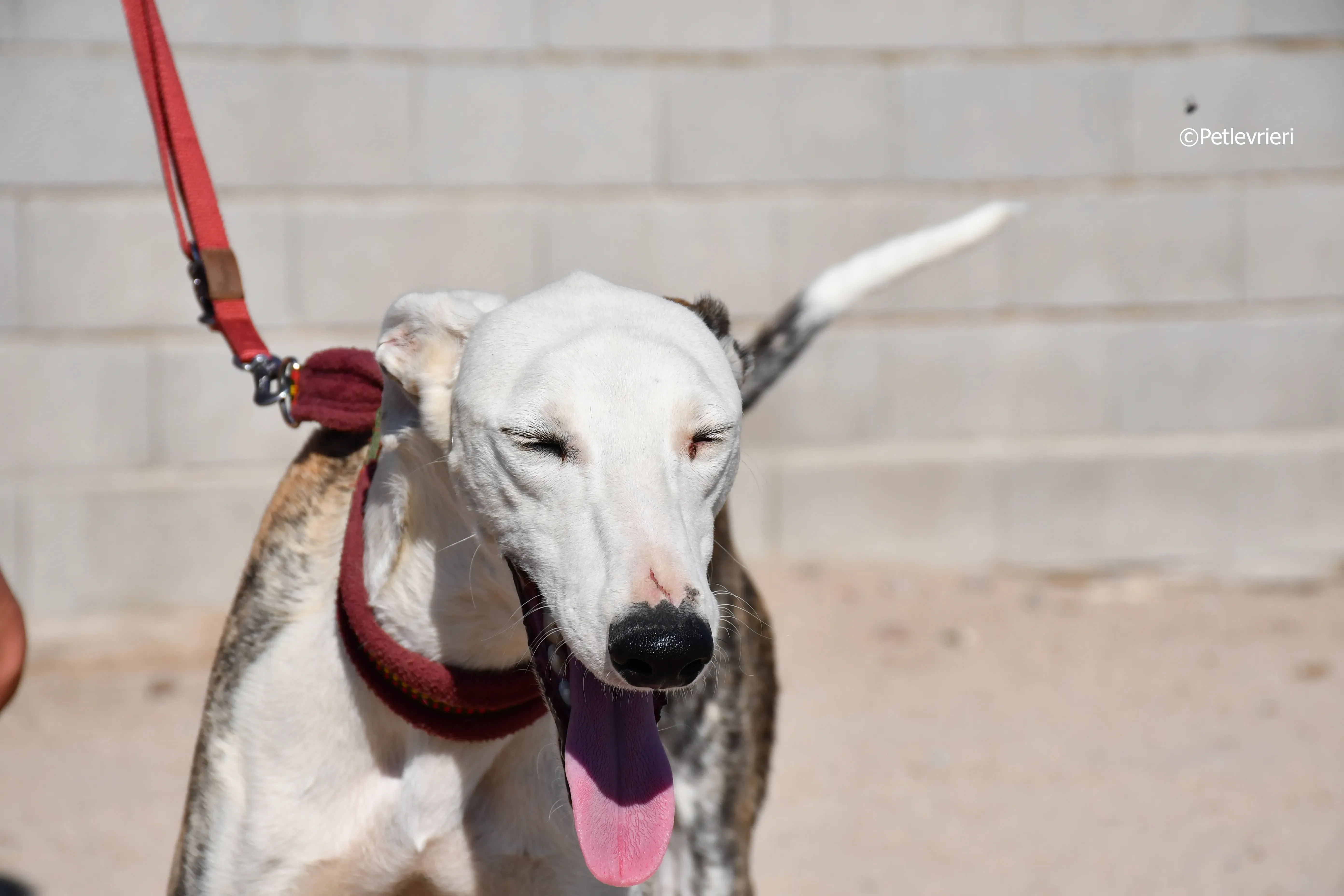 morris adozione levrieri galgo 6