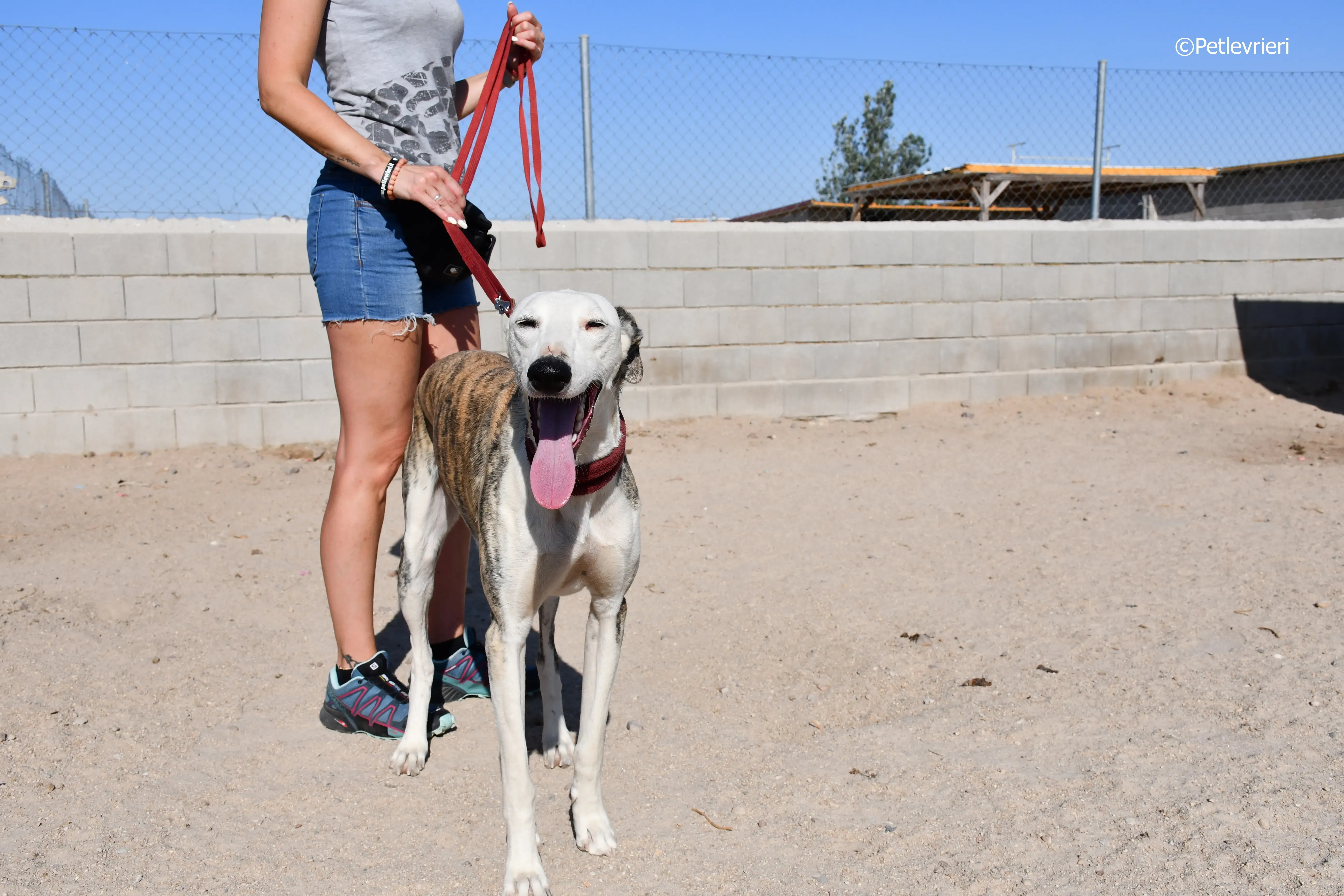 morris adozione levrieri galgo 7