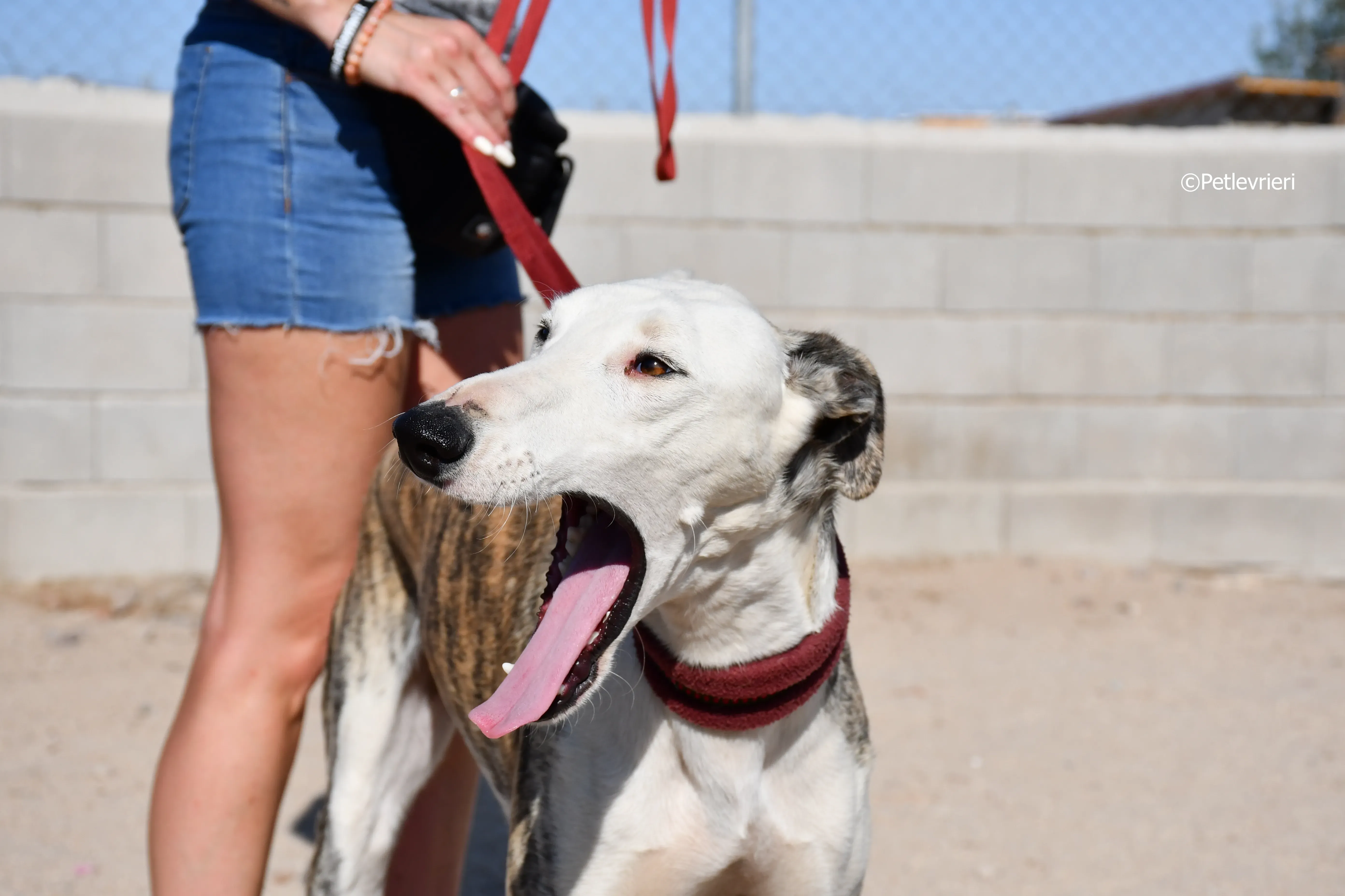 morris adozione levrieri galgo 8