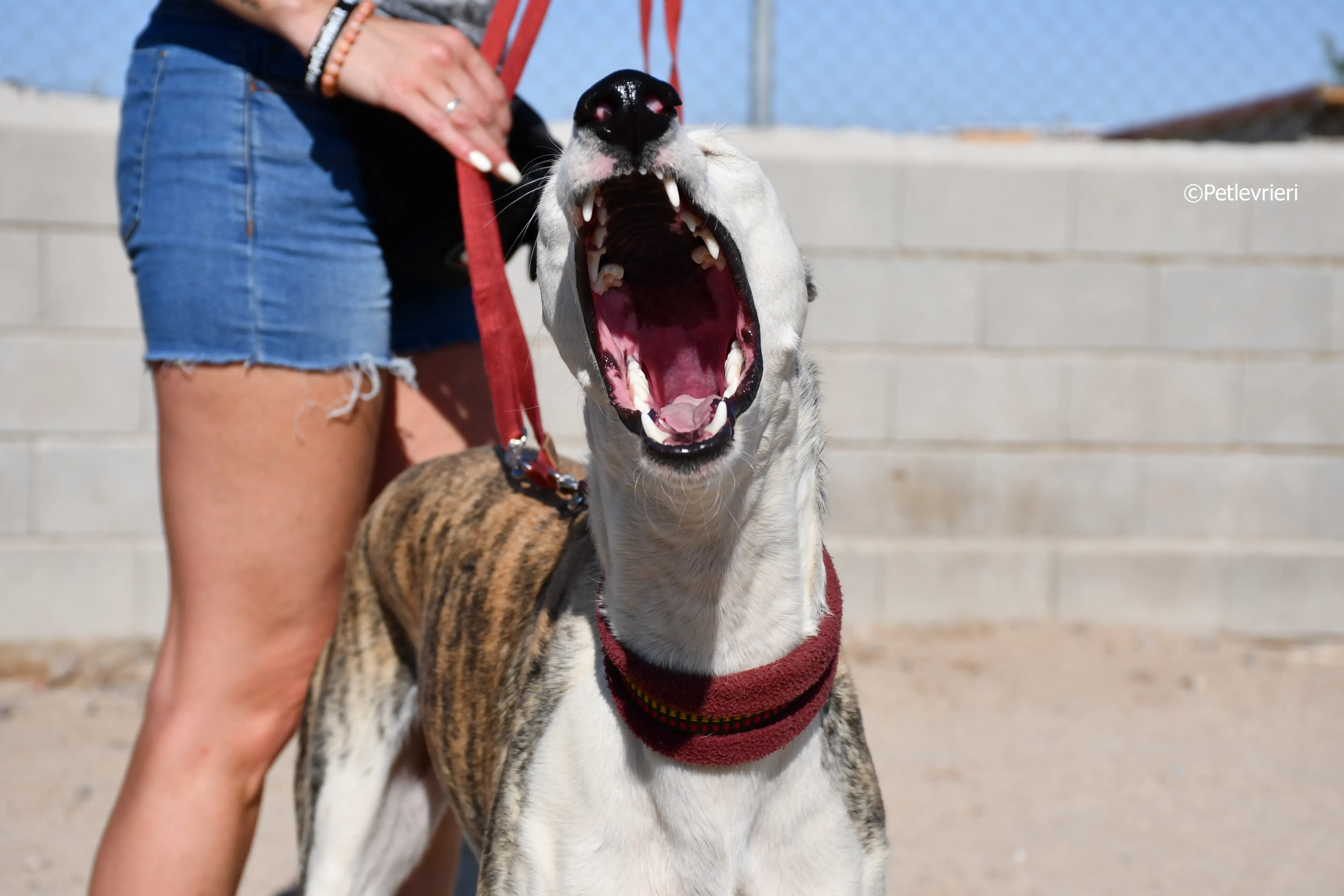 morris adozione levrieri galgo 9
