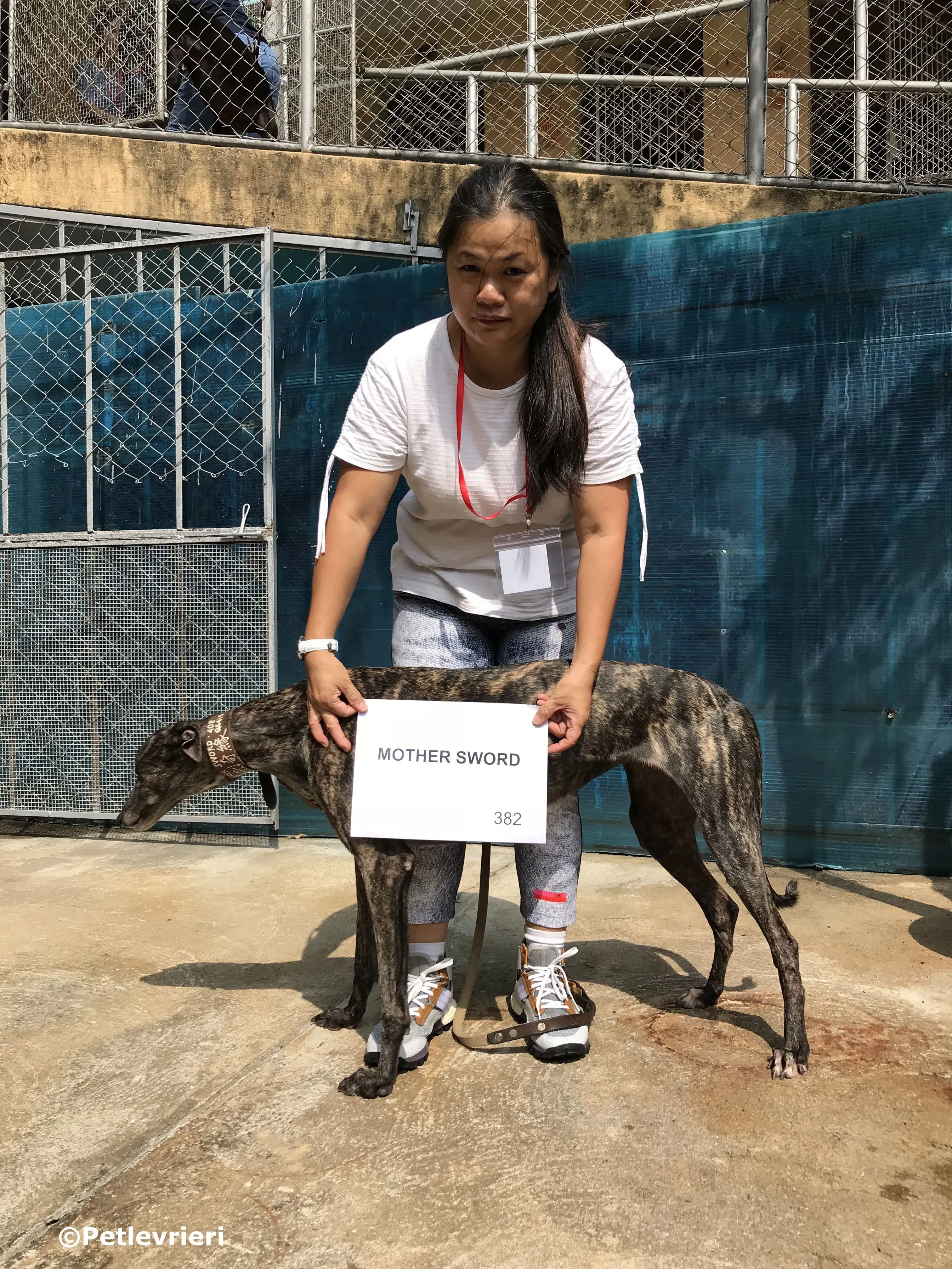 mother sword adozione greyhound macao 1