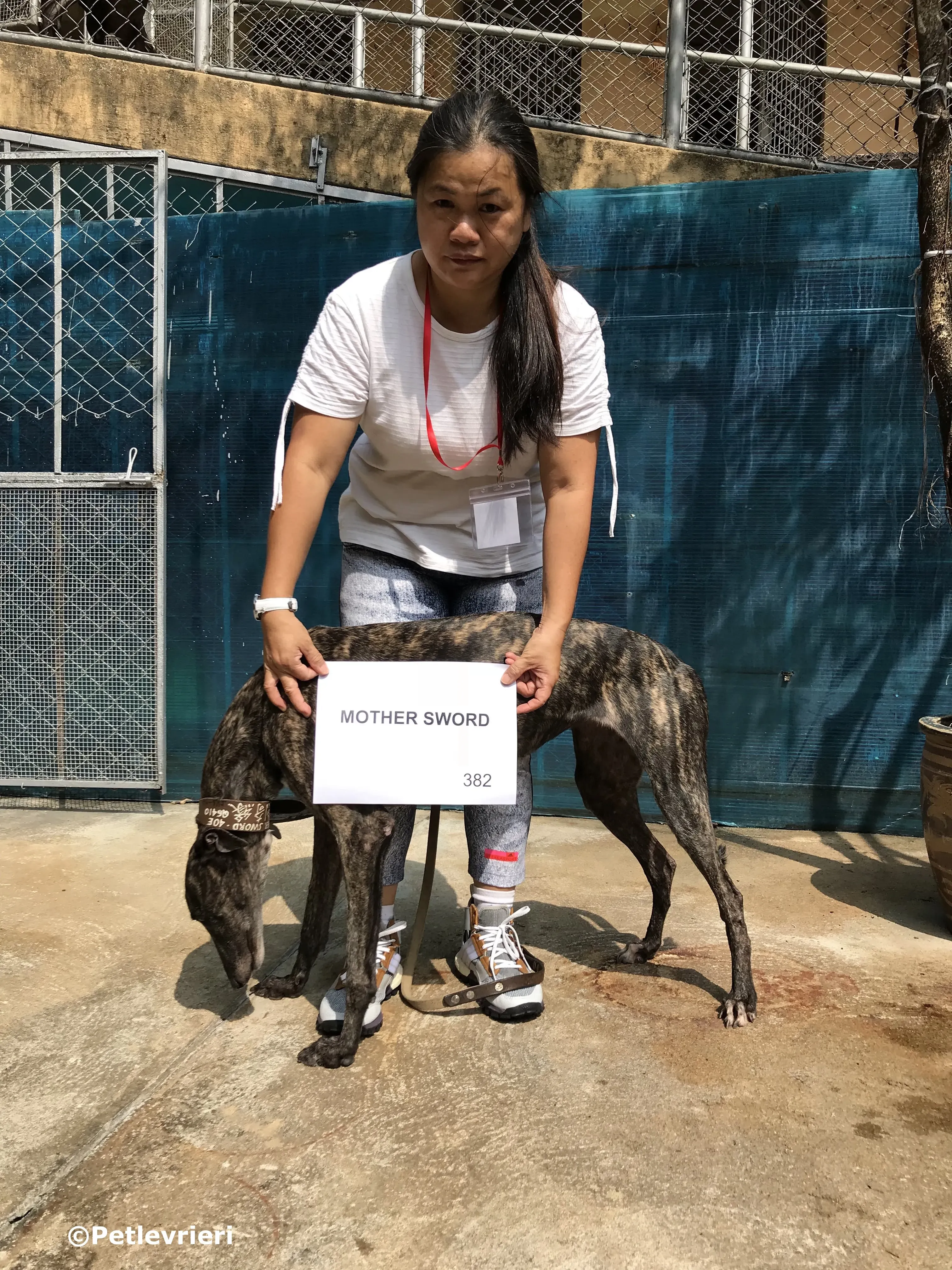mother sword adozione greyhound macao 2