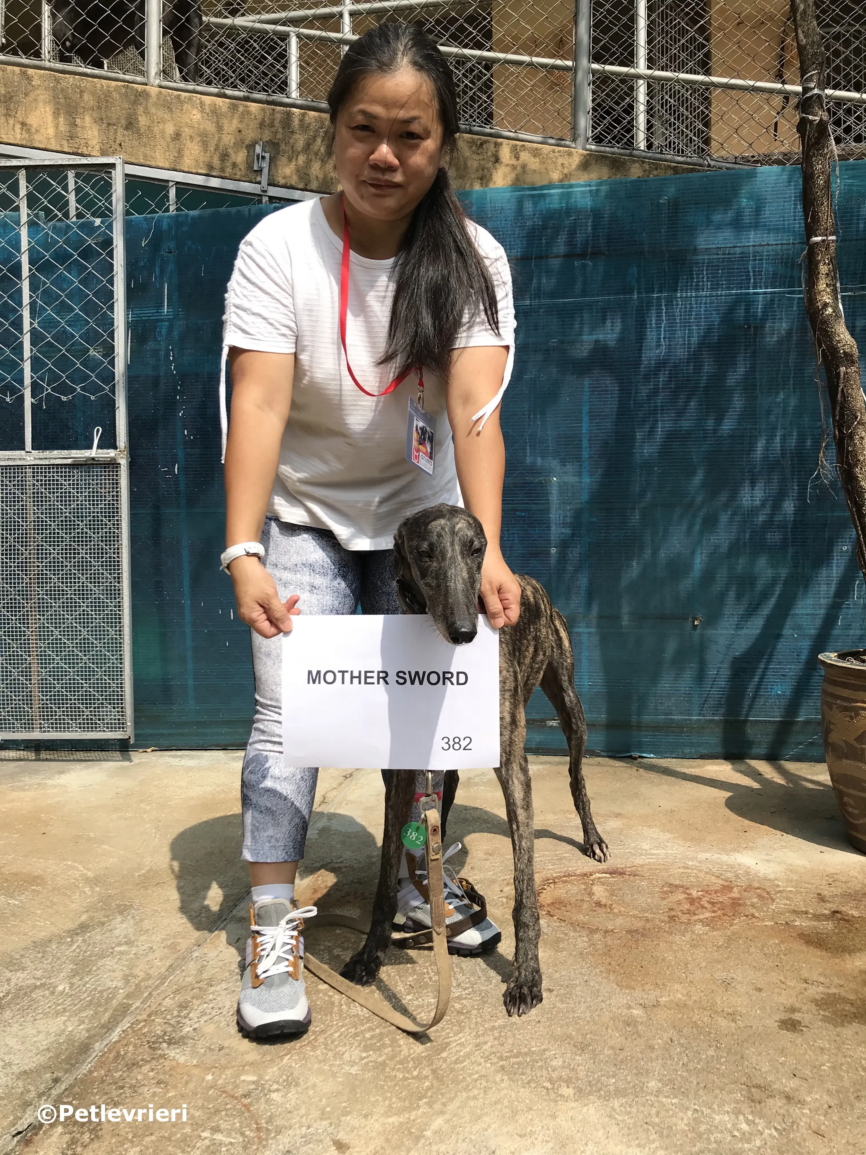 mother sword adozione greyhound macao 3