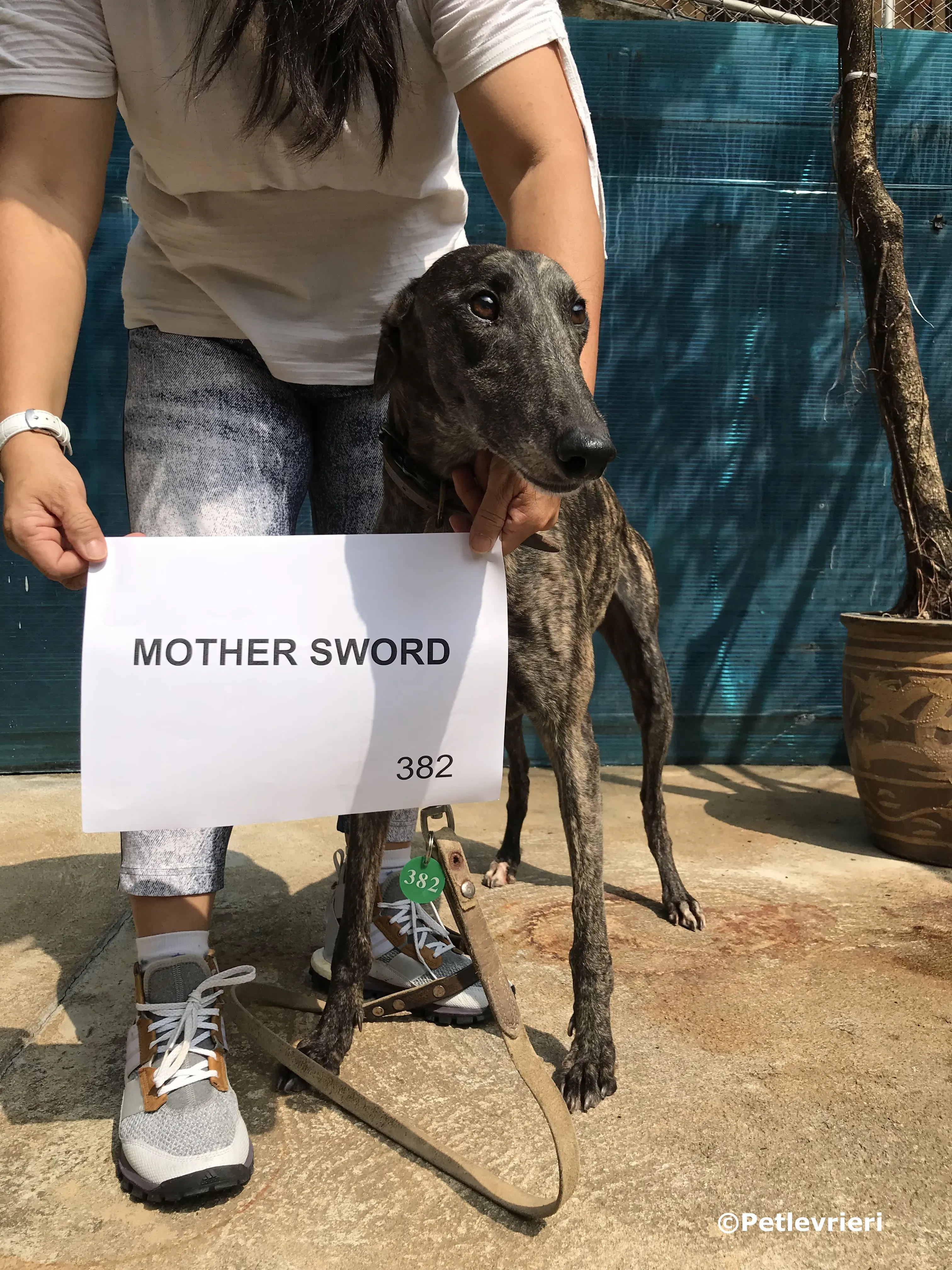 mother sword adozione greyhound macao 4