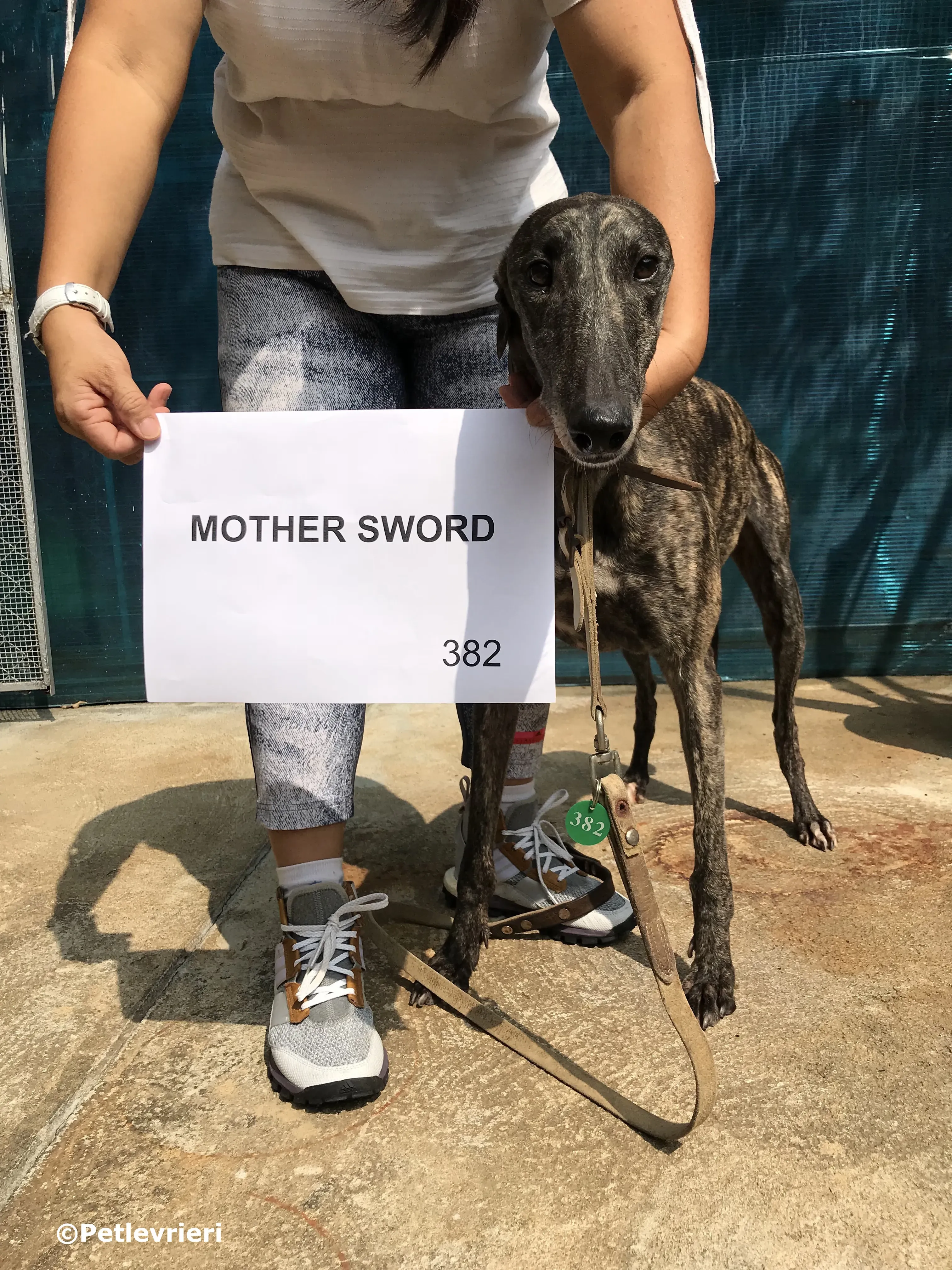 mother sword adozione greyhound macao 5