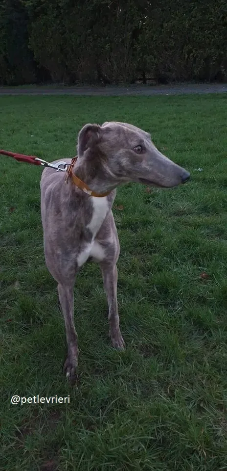 mouse adozione greyhound 1