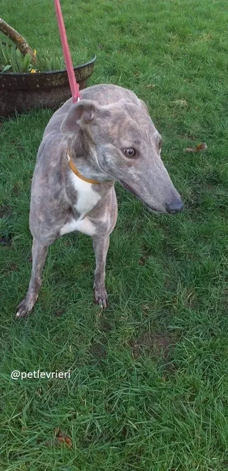 mouse adozione greyhound 2