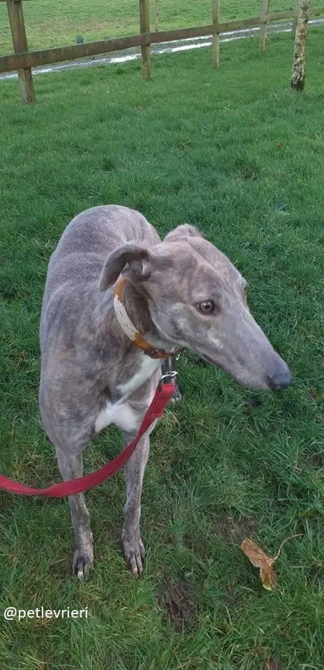 mouse adozione greyhound