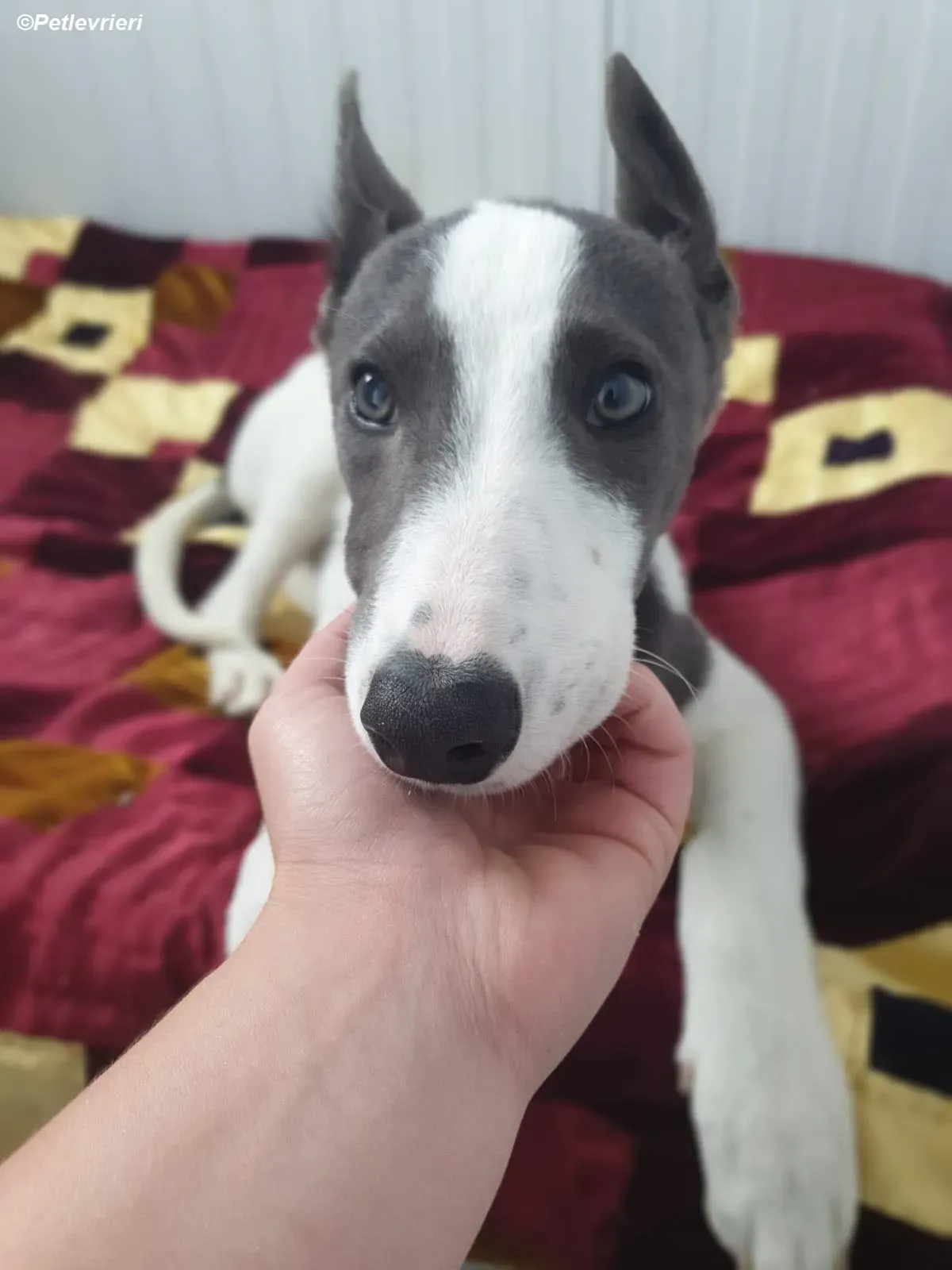 mouse adozione levrieri greyhound 2