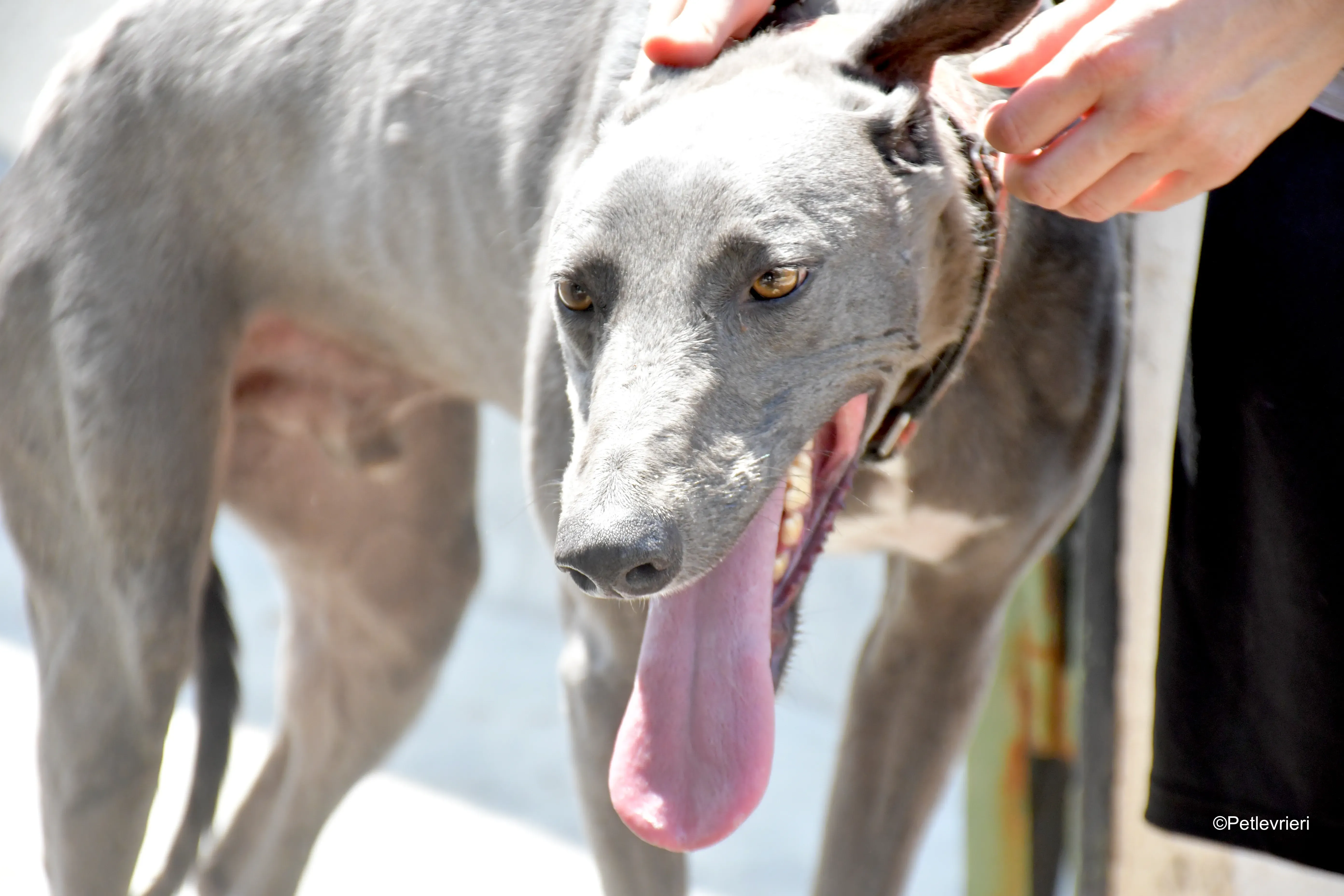 mrgrey adozione levrieri galgo 1