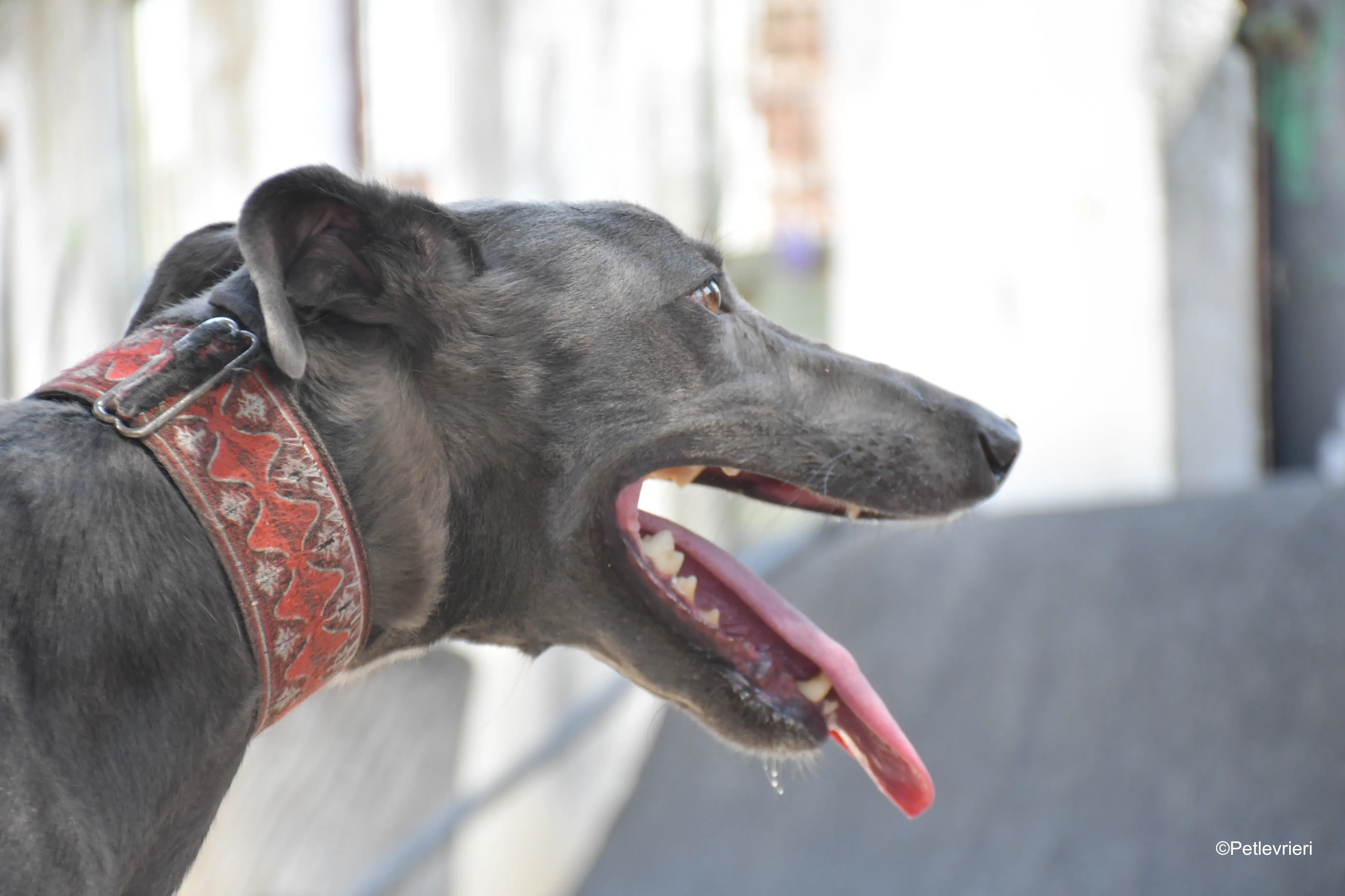 mrgrey adozione levrieri galgo 2