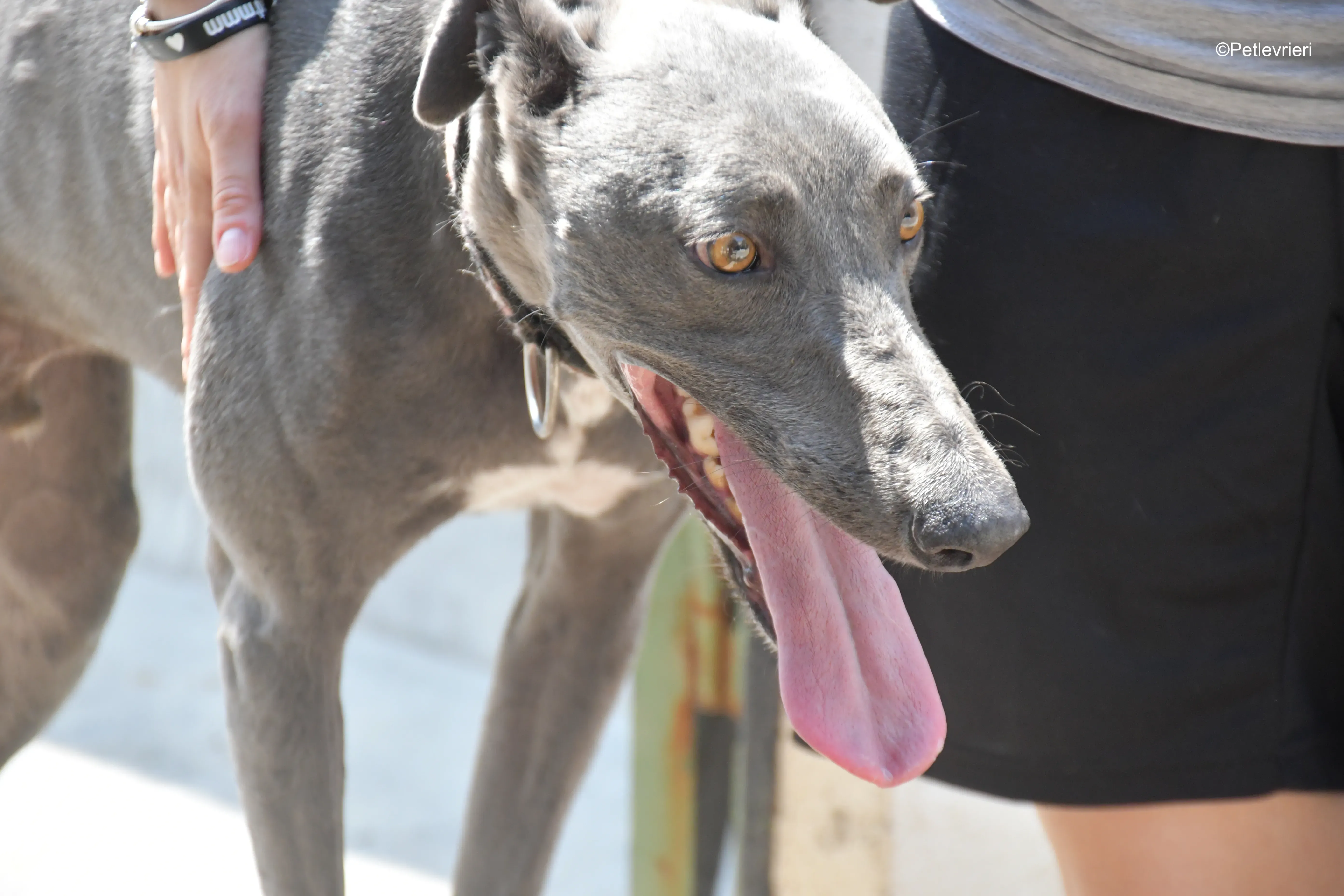 mrgrey adozione levrieri galgo 3