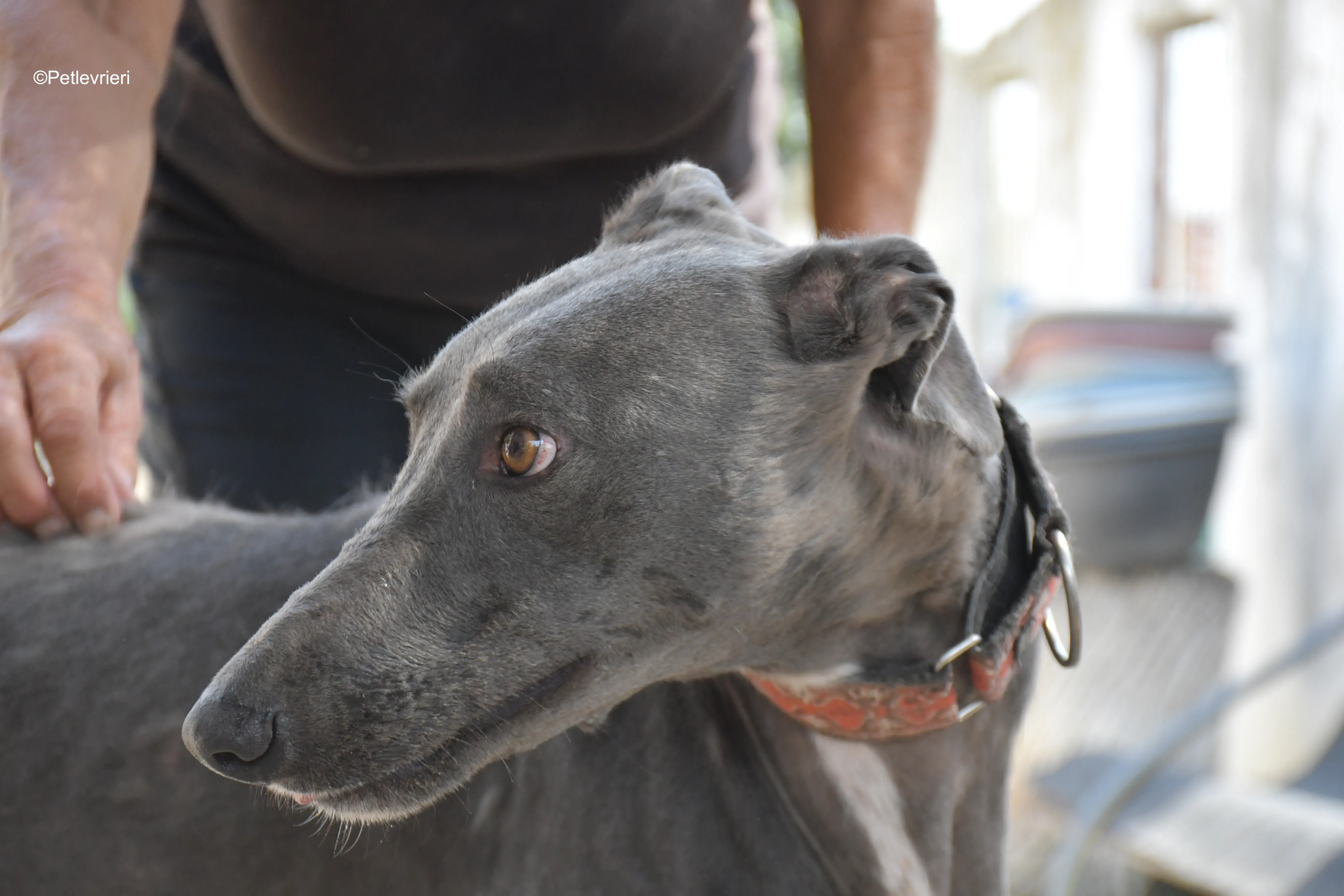 mrgrey adozione levrieri galgo 4