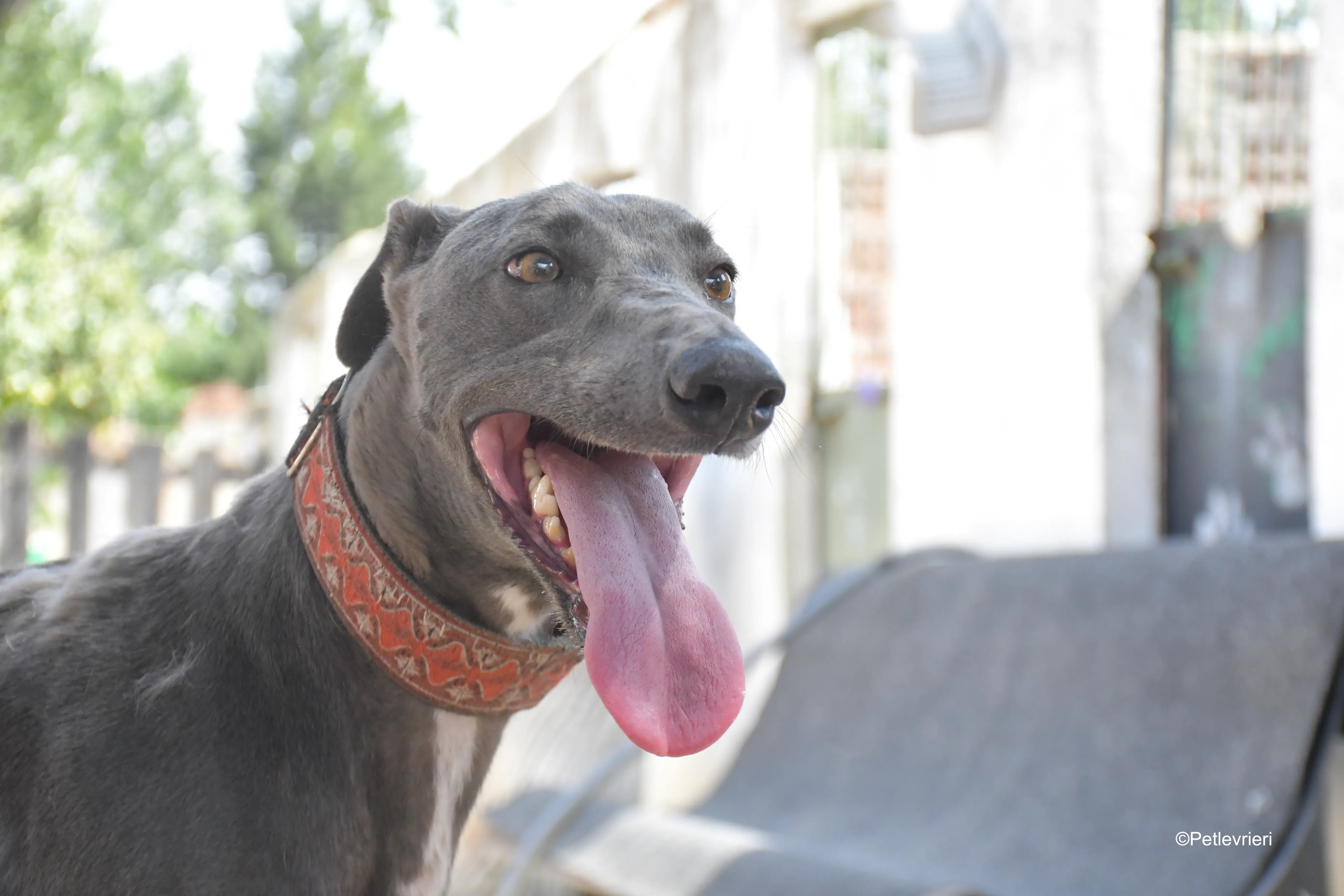 mrgrey adozione levrieri galgo 5