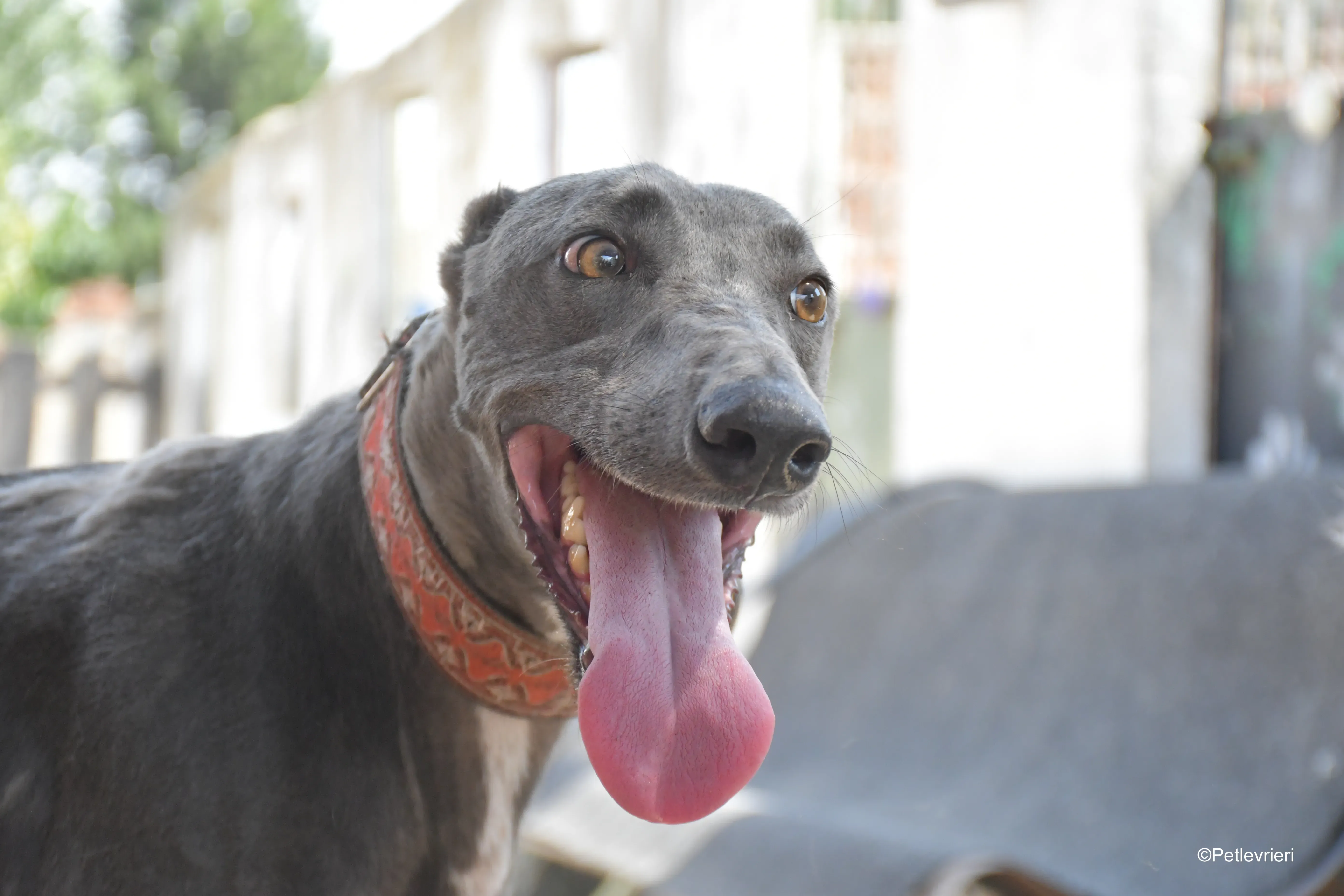 mrgrey adozione levrieri galgo 6